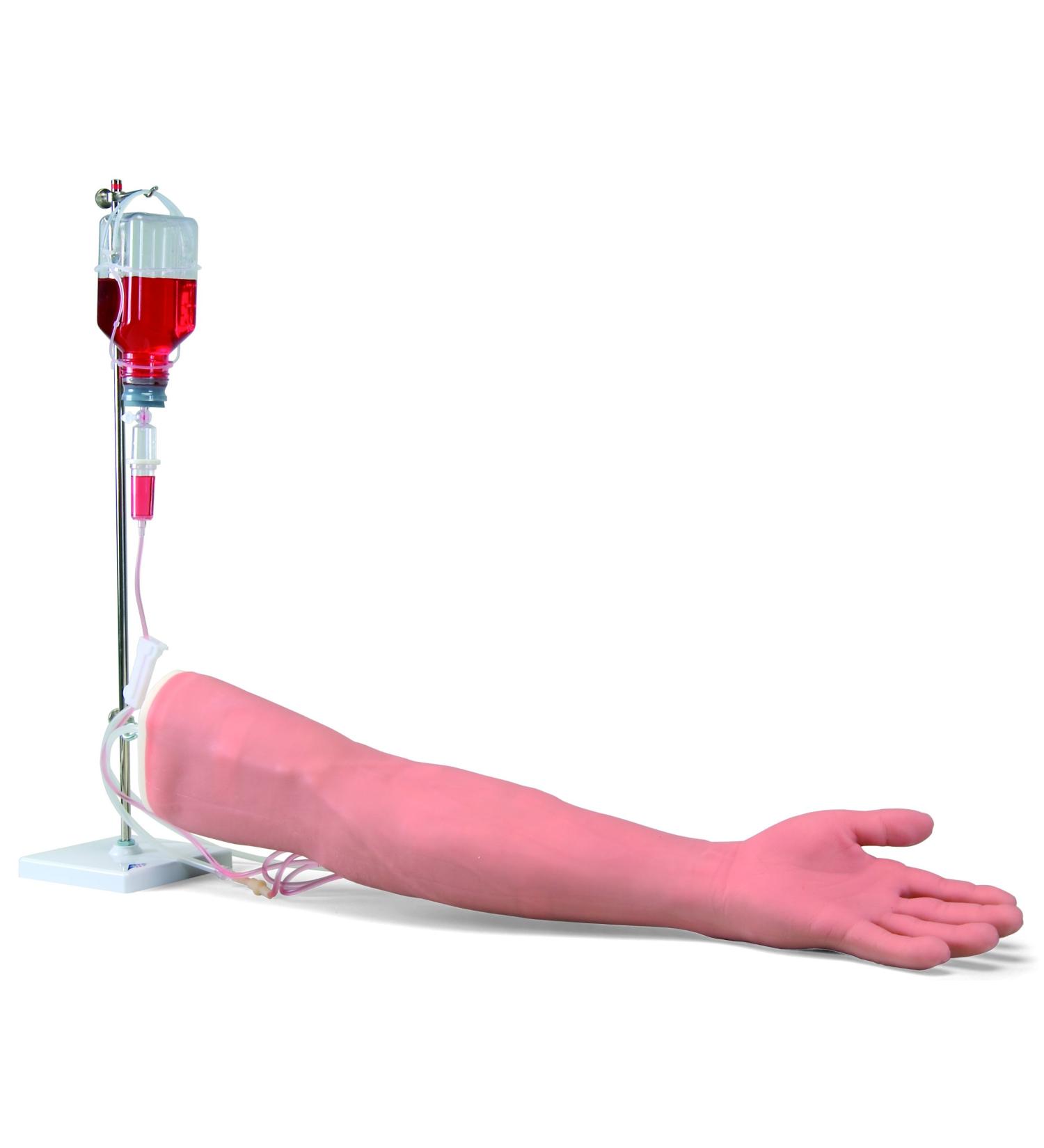 3B Scientific P50 I.V. Injection Arm Model 29.1-Inchx7.5-Inchx5.5-Inch Size - Buy Online on GoSupps.com