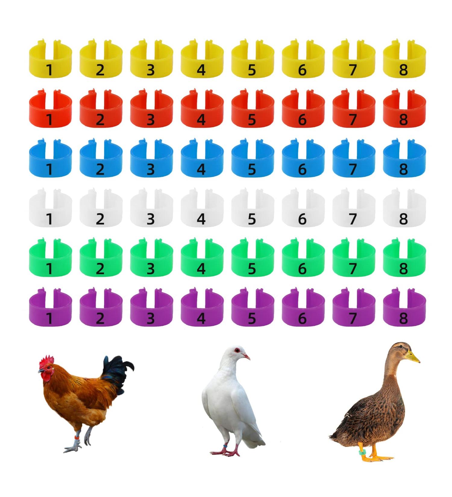 Cywvynyt 48 Multi-Colored Chicken Leg Rings | Numbered Clip-On Poultry Identification Straps for Gamefowl Ducks & Guinea | 20mm - Buy Online on GoSupps.com
