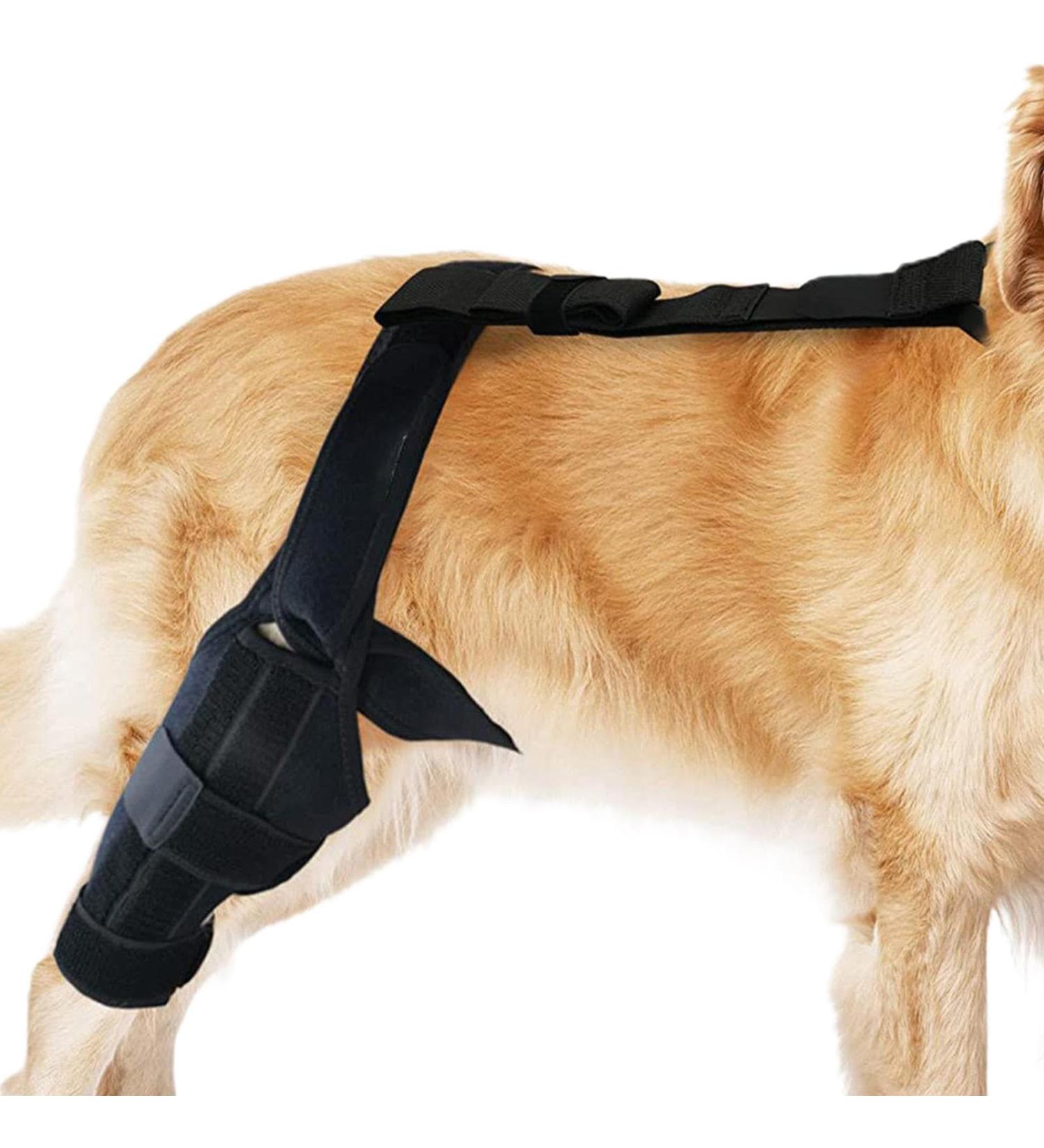 Dog ACL Knee Brace | Brace Behind Leg Neoprene Hip Brace Support Dog Knee Brace Adjustable Traction Belt for Cruciate Ligame for Cruciate Ligament Injury for Torn ACL Leg L right - Buy Online on GoSupps.com