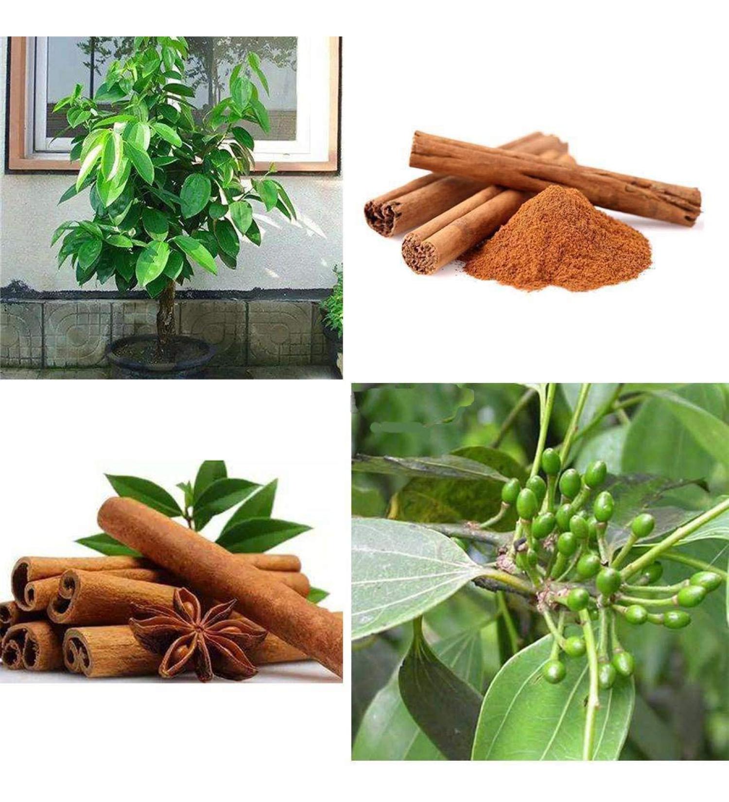 Pinkdose World's Best Cinnamon/rare Ceylon Organic Cinnamon 100 seeds/very fresh guaranteed to germinate