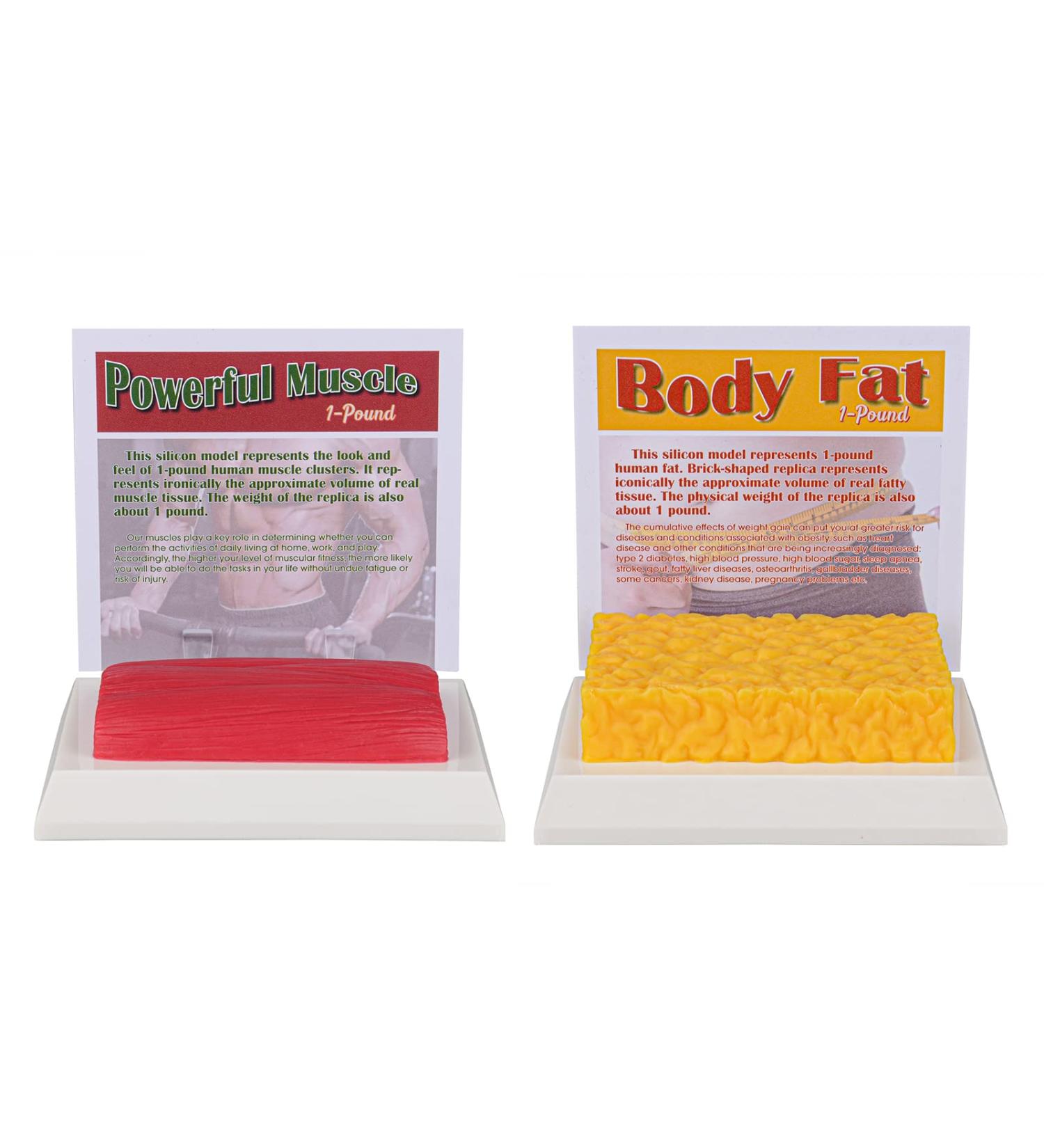SimCoach 1 Lb Human Body Fat & Muscle Replica for Fitness Motivation | Nutritionist & Athlete Muscle Fat Model - Buy Online on GoSupps.com