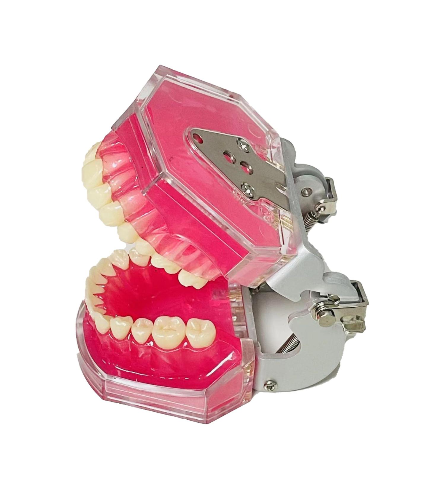 Dental Tooth Extraction Model Full Mouth Detachable 28pcs Tooth Simulation Facial Skin Model For Dentist Teaching Study (Teeth Model) - Buy Online on GoSupps.com