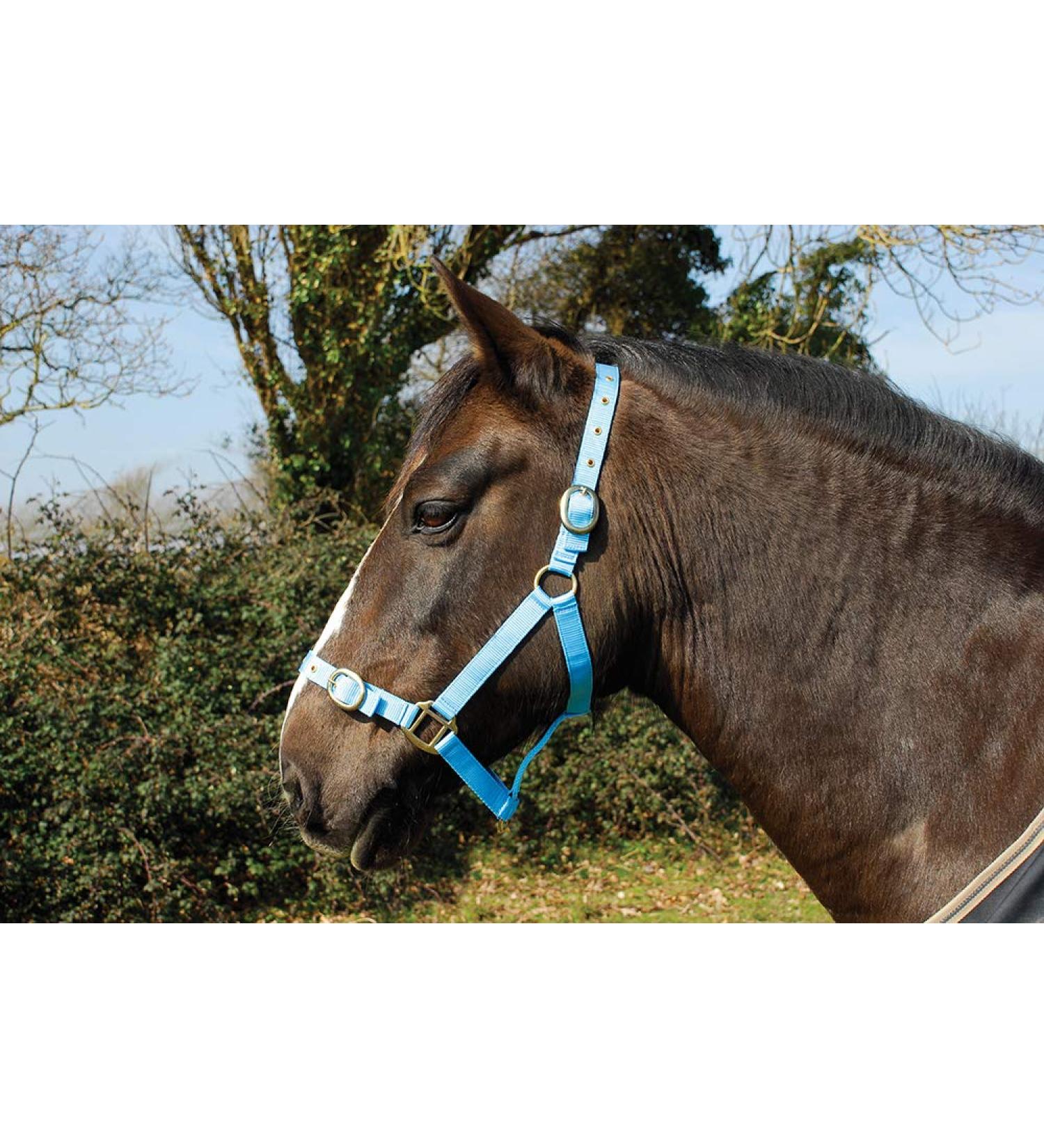 Rhinegold Nylon Halter Full Size Baby Blue