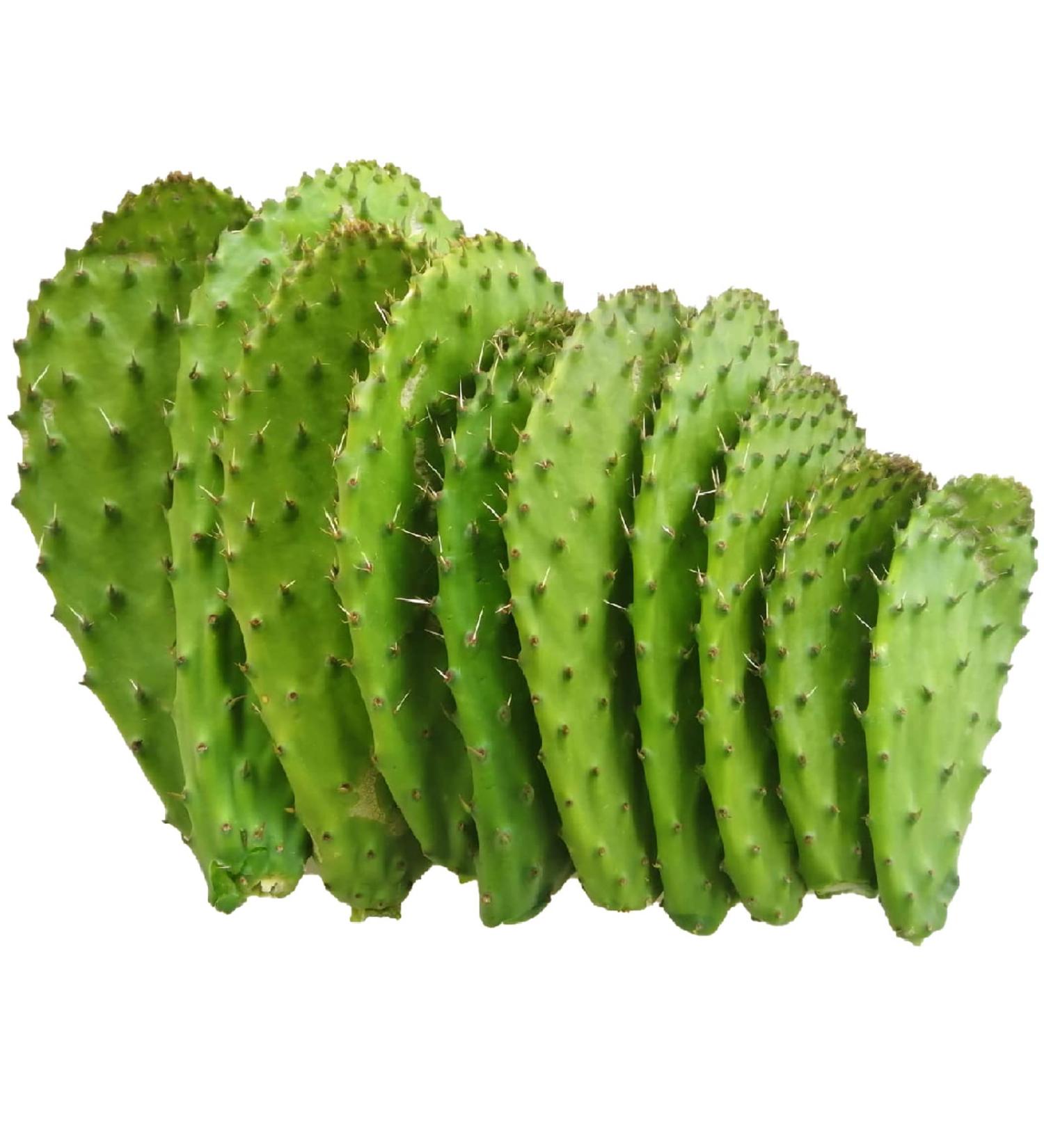 3 kg of fresh scoops for cooking edible nopal O ficus - Buy Online on GoSupps.com