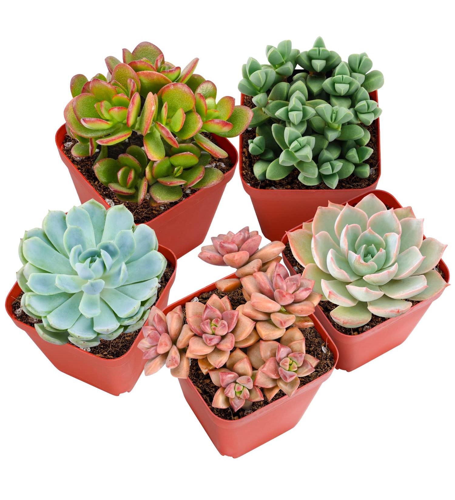 5 Pack Assorted Live Succulent Plants in 2 Starter Planter - Rare Small Indoor House Plants for Home Garden Decor - DIY Gift Set - Buy Online on GoSupps.com