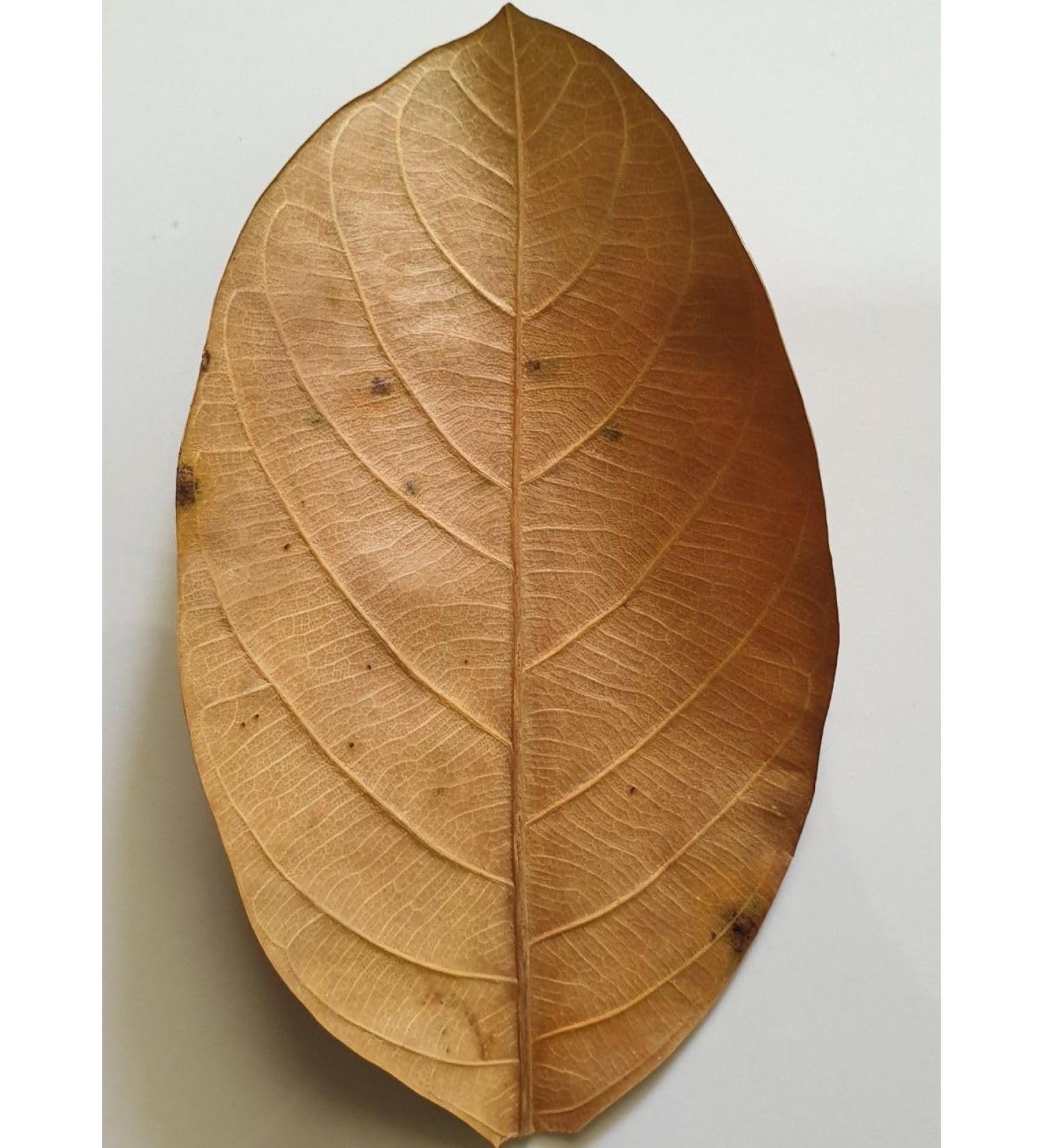 Exquisite Premium Ceylon Jackfruit Leaves (Pack of 25) - Ideal for Culinary and Decorative Uses - Handpicked Quality Straight from the Tropics. - Buy Online on GoSupps.com