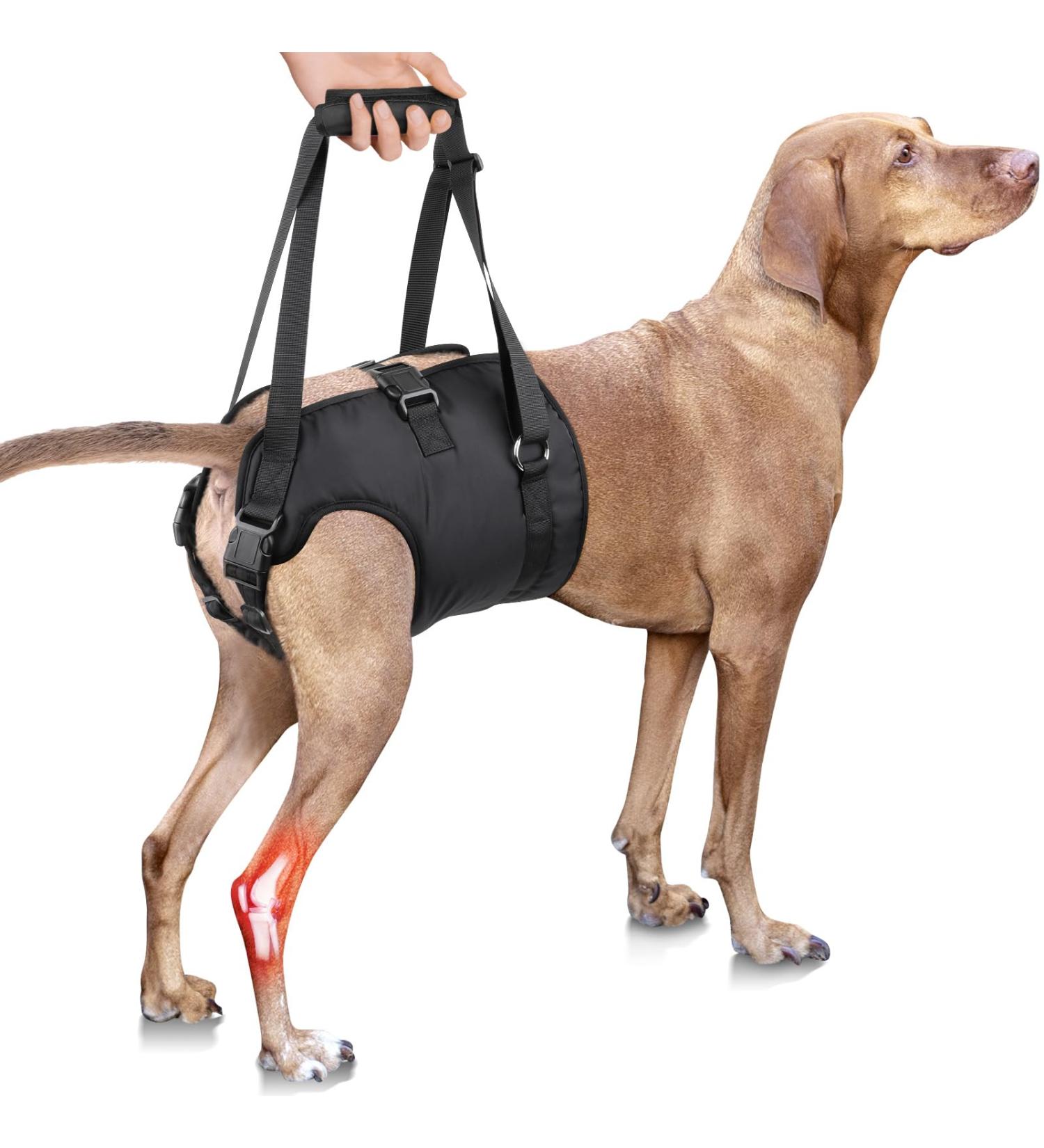 PZRLit Dog Lift Harness for Large Dogs - Adjustable Support Sling for Hind Legs Mobility - Ideal for Elderly, Injured or Disabled Dogs - Size Large - Buy Online on GoSupps.com