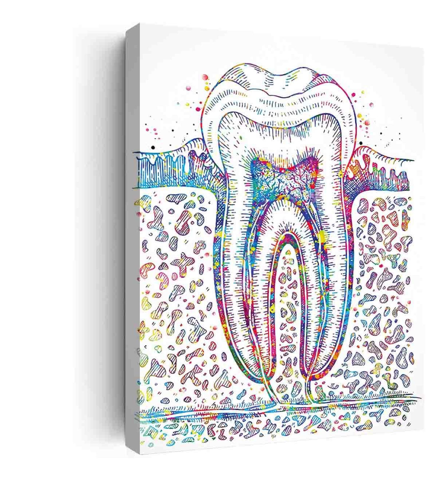 DAVUD Modern Bedroom Decor Molar Tooth Section Watercolor Print Teeth Medical Art Surgeon Dental Clinic Office Decor Gift Dentist Dentistry Canvas Wall Art- 12 in x16 in-Ready to hang - Buy Online on GoSupps.com