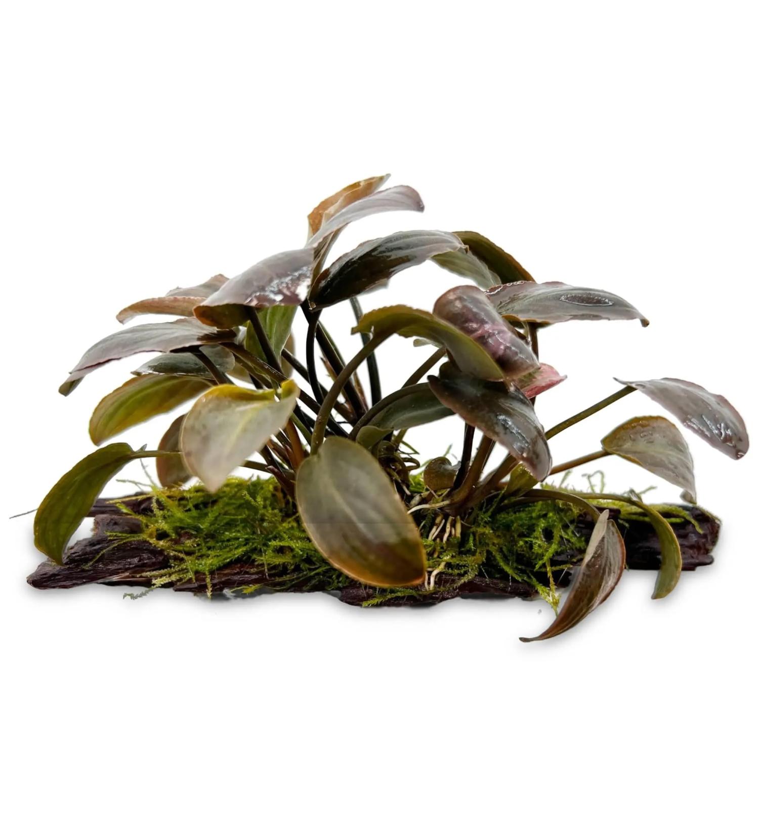 Lagenandra meeboldi Red on Driftwood for Aquariums - Buy Online on GoSupps.com