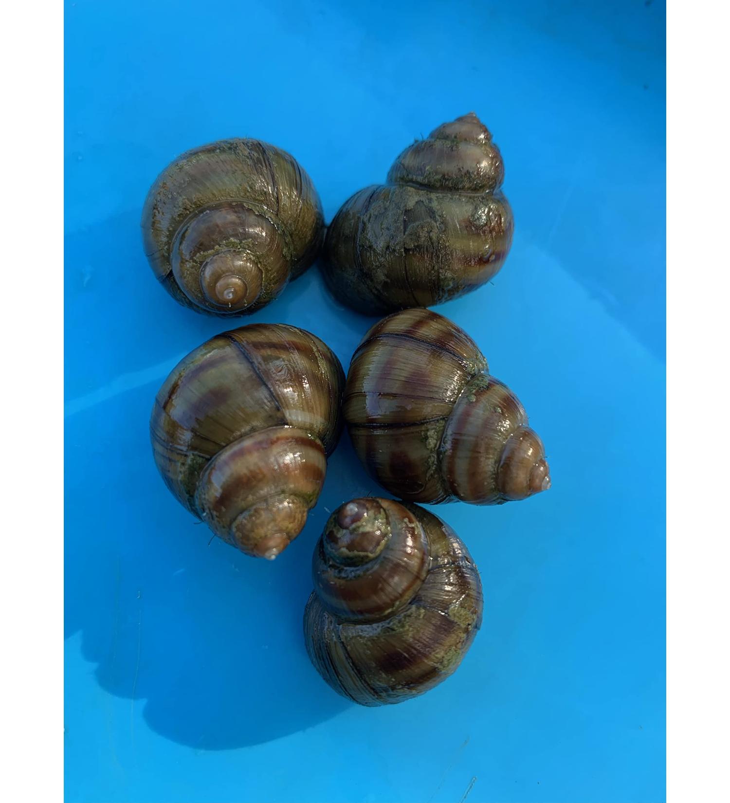 A piece of nature in the pond - marsh snails for a clean garden pond (3 marsh snails)