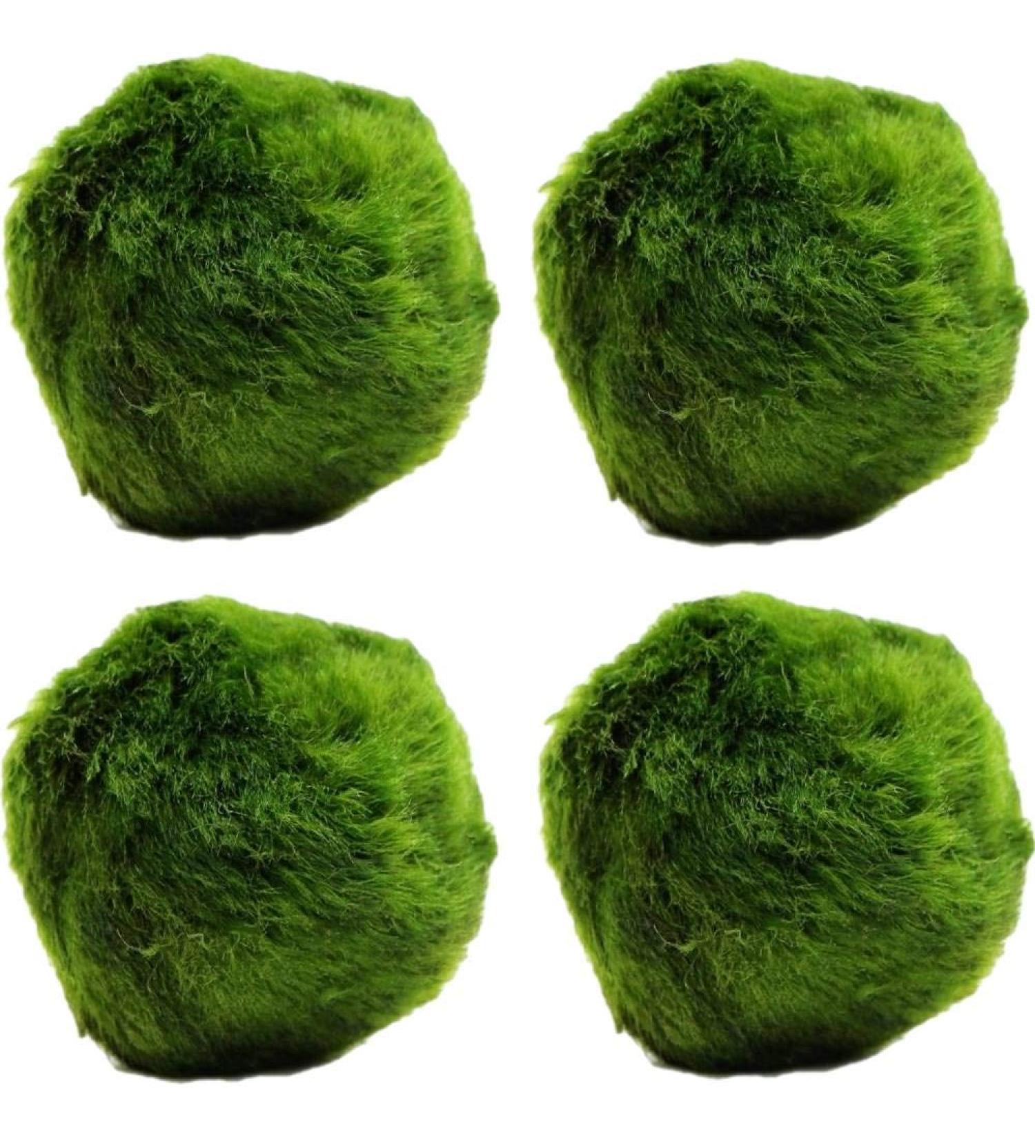 k2aqua LARGE 4 Marimo Moss Balls Live Aquarium Plant Always Fresh Cladophora aegagropila Shrimps & Snails Love Them
