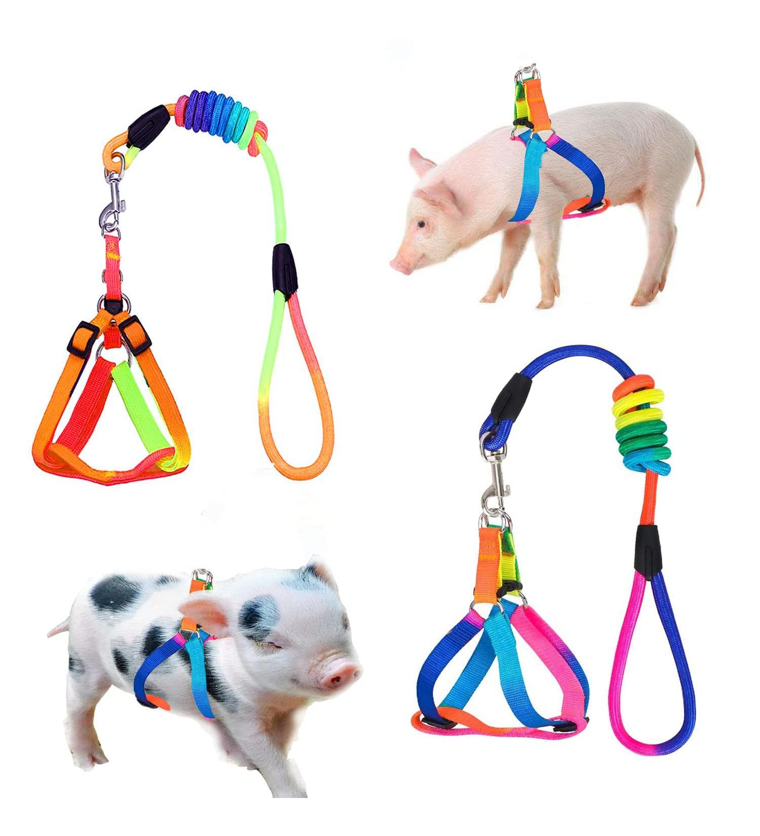 Buy Woyous Mini-Pig Crockery Set - Adjustable 2-Part Dishes for Small Pigs & Rabbits | Leash Included | Perfect for Walking & Jogging - Multi-Colored - Buy Online on GoSupps.com
