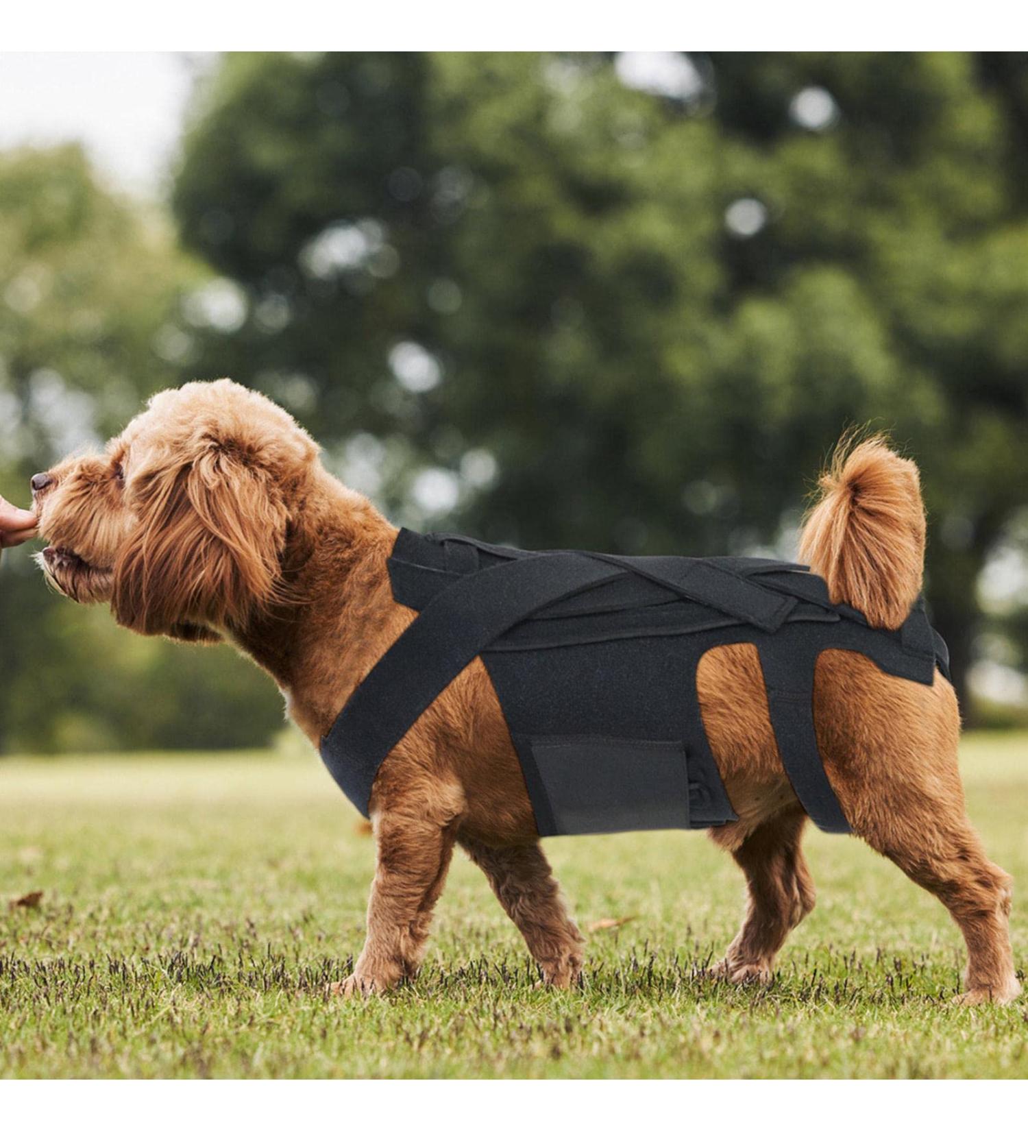 Dog Back Support - Breathable Pet Back Bracer for IVDD Breathable Back Bracer Helps to Relieve Dogs Spine Problems Black 3 Size Deyao Black Medium - Buy Online on GoSupps.com