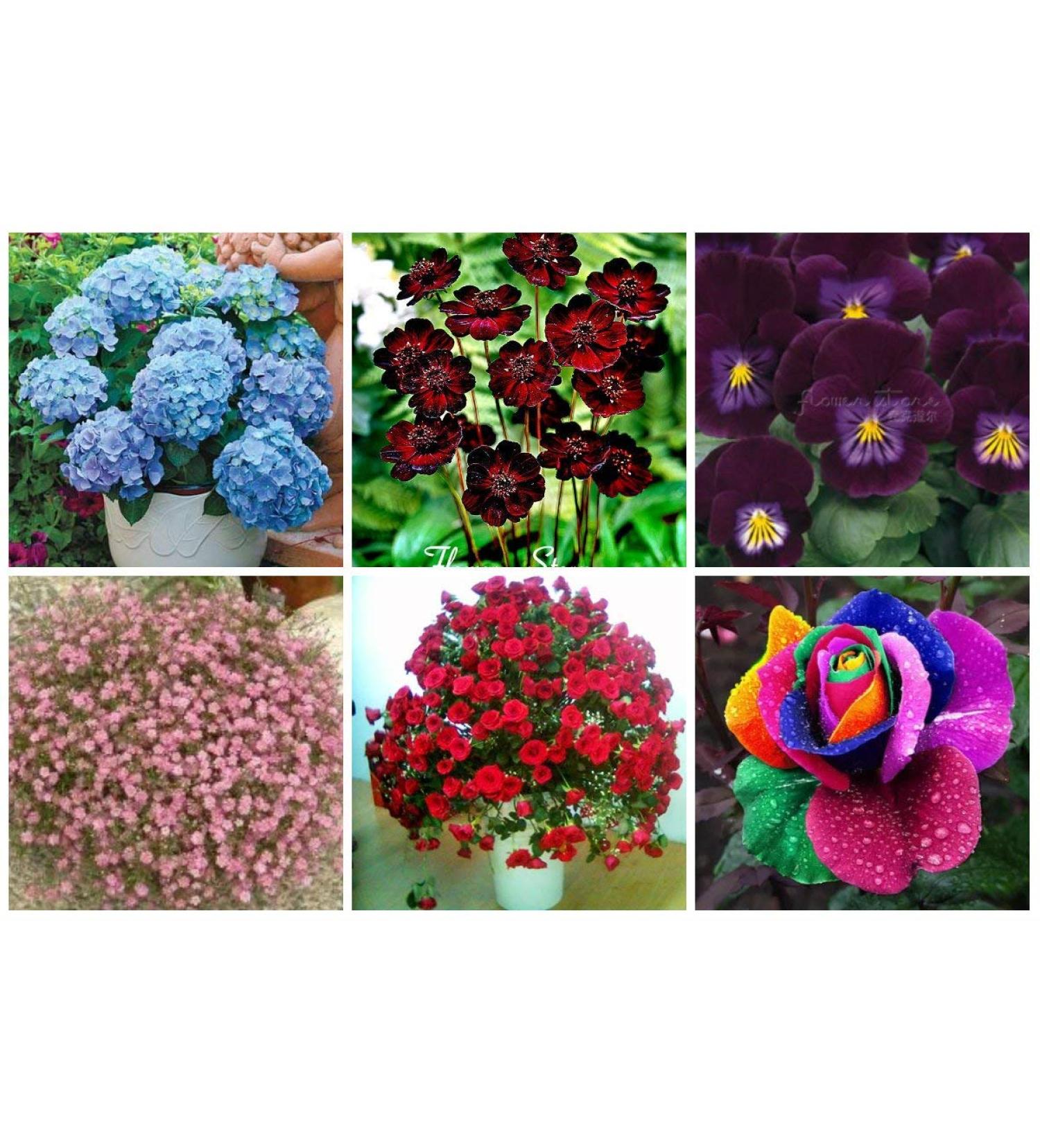 Potseed 6 Kinds of Flower Seeds DIY OutdoorHouse Gardening Planting Seeds 3