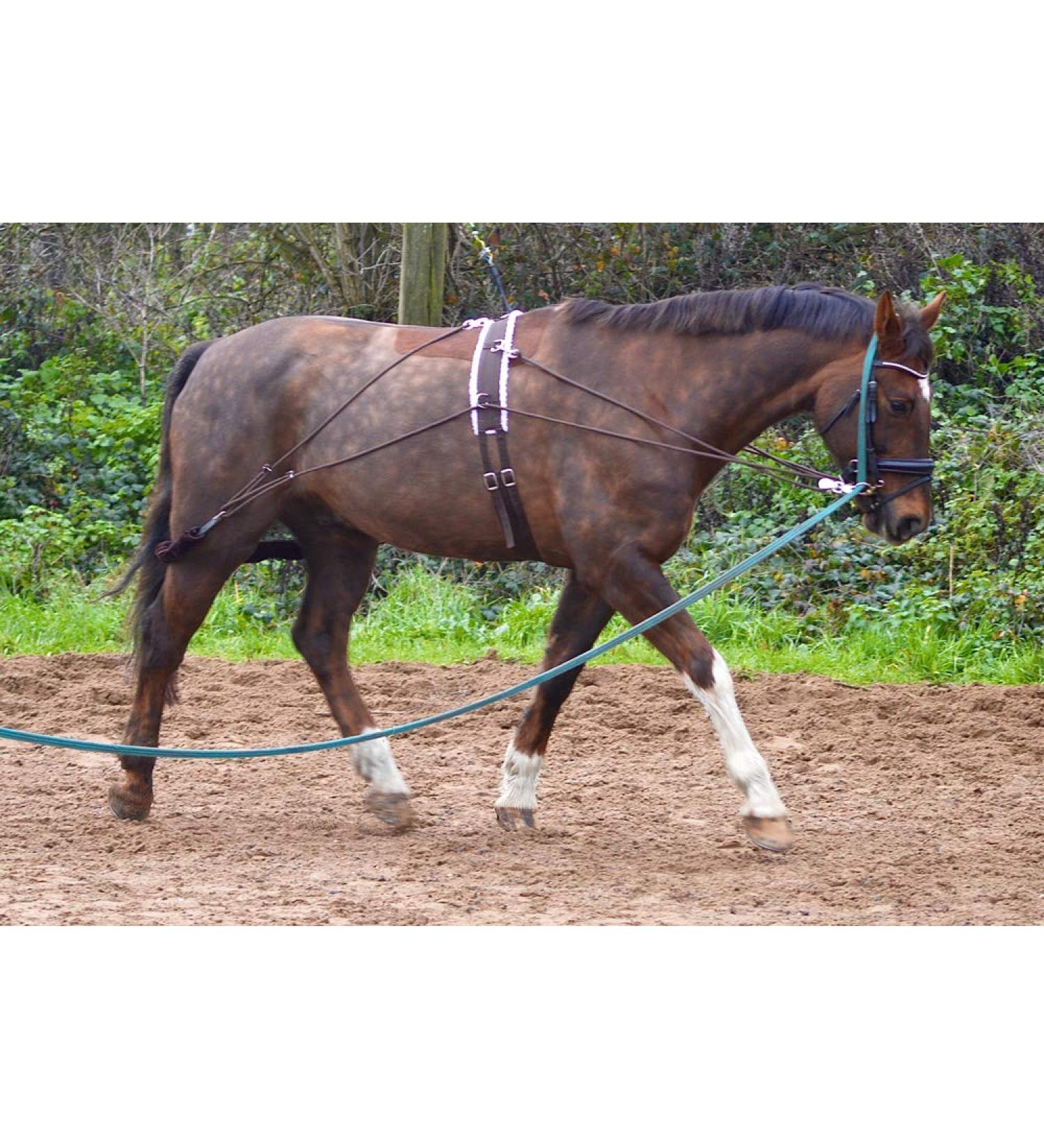 Aces Equine HORSE LUNGING TRAINING AID PESSOA STYLE WITH BODY ROLLER ONE SIZE BLACK AND BROWN - Buy Online on GoSupps.com