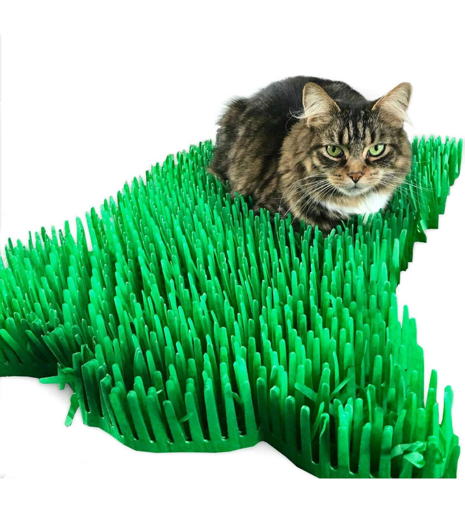 CATMAT - Cat Paper Grass Tissue Paper Cat Mat Cat Play Mat Cat Play Grass Paper Cat Grass Fake Cat Toy Grass Cat Mat Tissue Paper Grass for Cats Cat Grass for Indoor Cats - Green (Pack of 2) - Buy Online on GoSupps.com