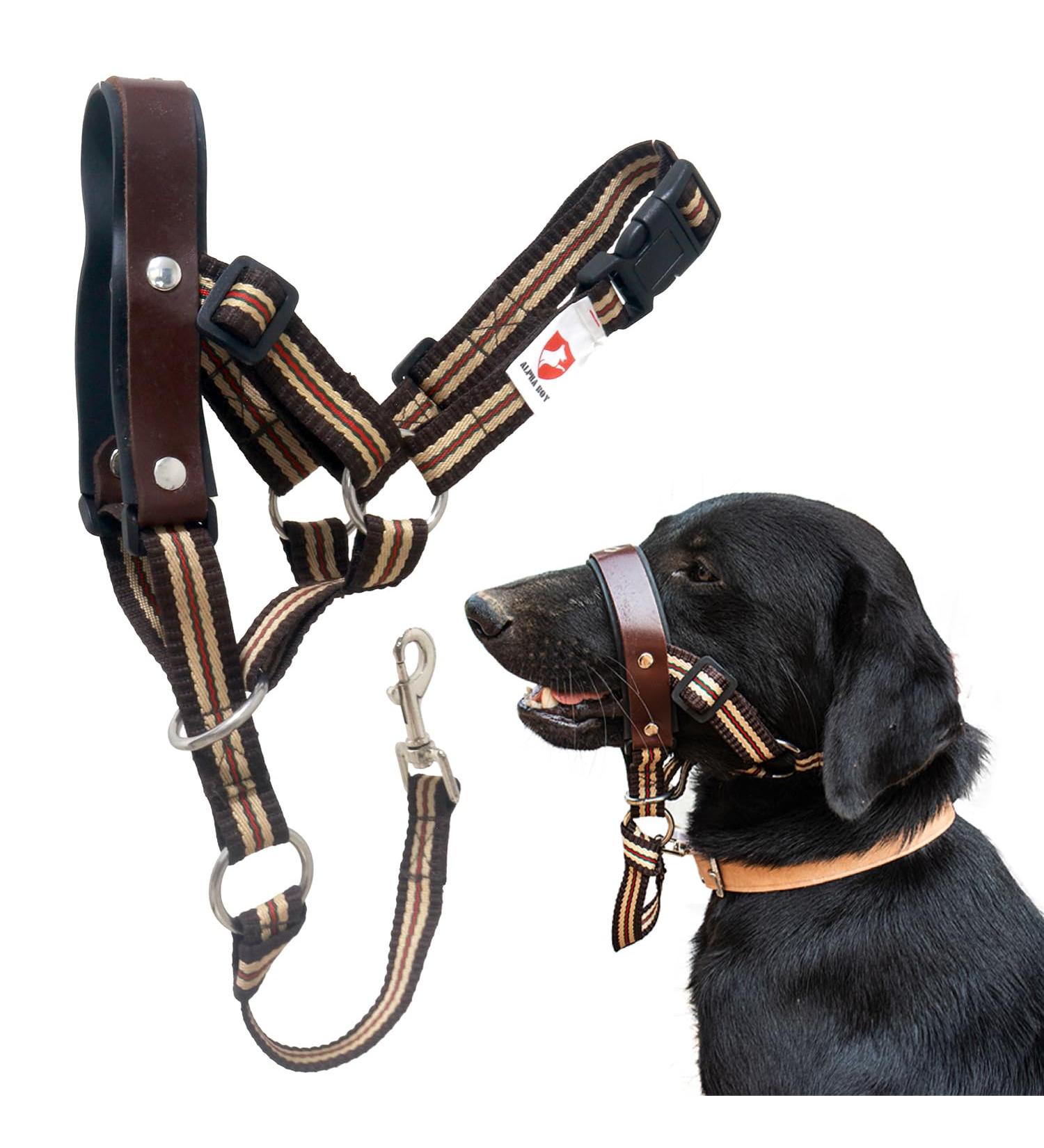 Alpha Boy Dog Training Collar - Comfortable Leather Harness for All Breeds Easy to Use Quick Lock Buckle (XXL) - Buy Online on GoSupps.com
