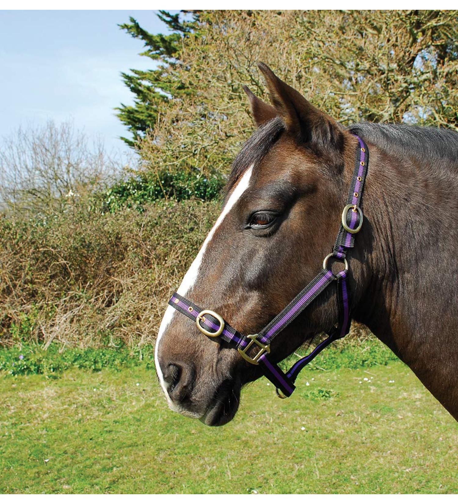 Rhinegold nylon halter coldblood / warmblood extra large black/violet