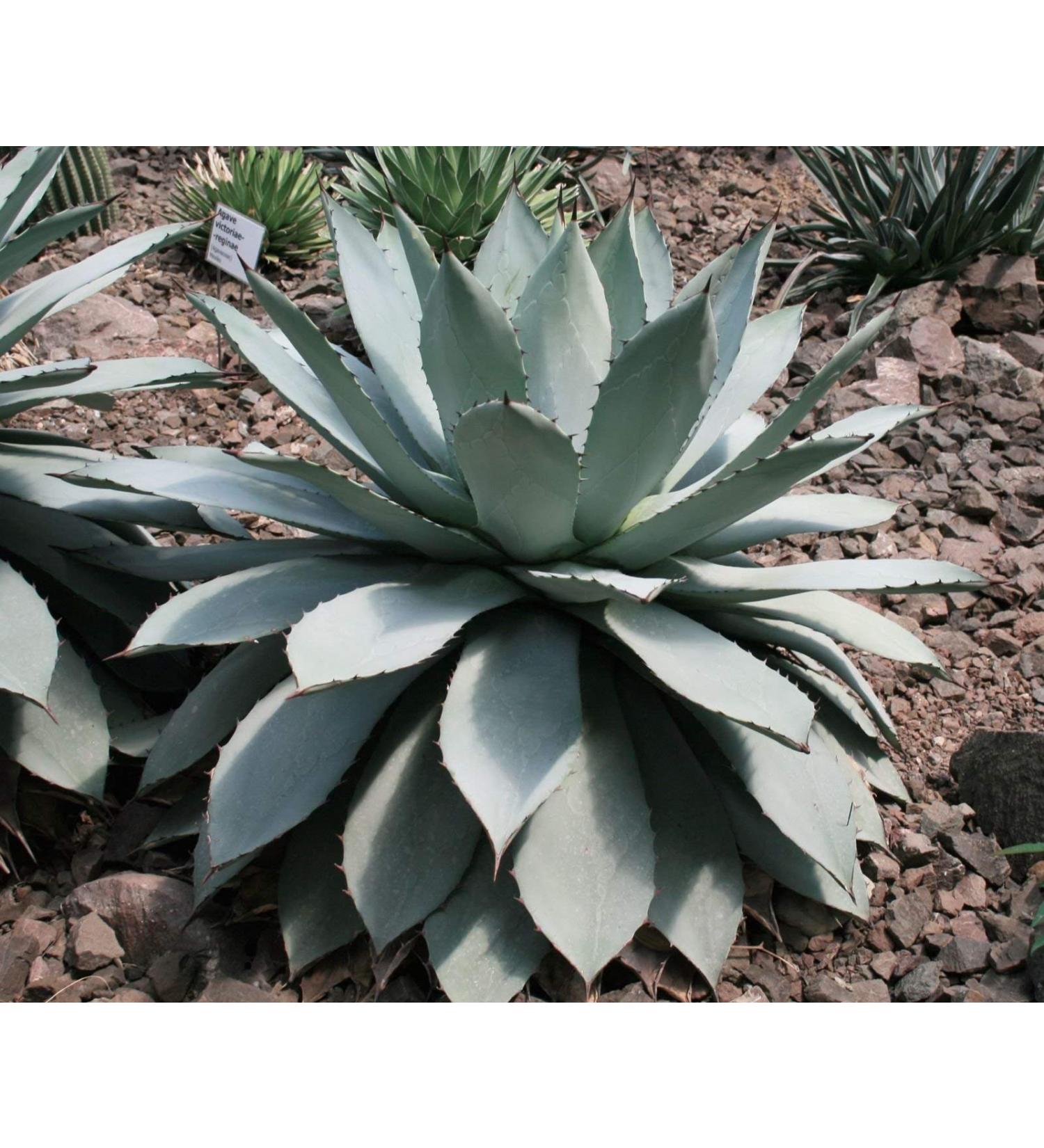 Butter Agave (potatorum Agave) 10 semi