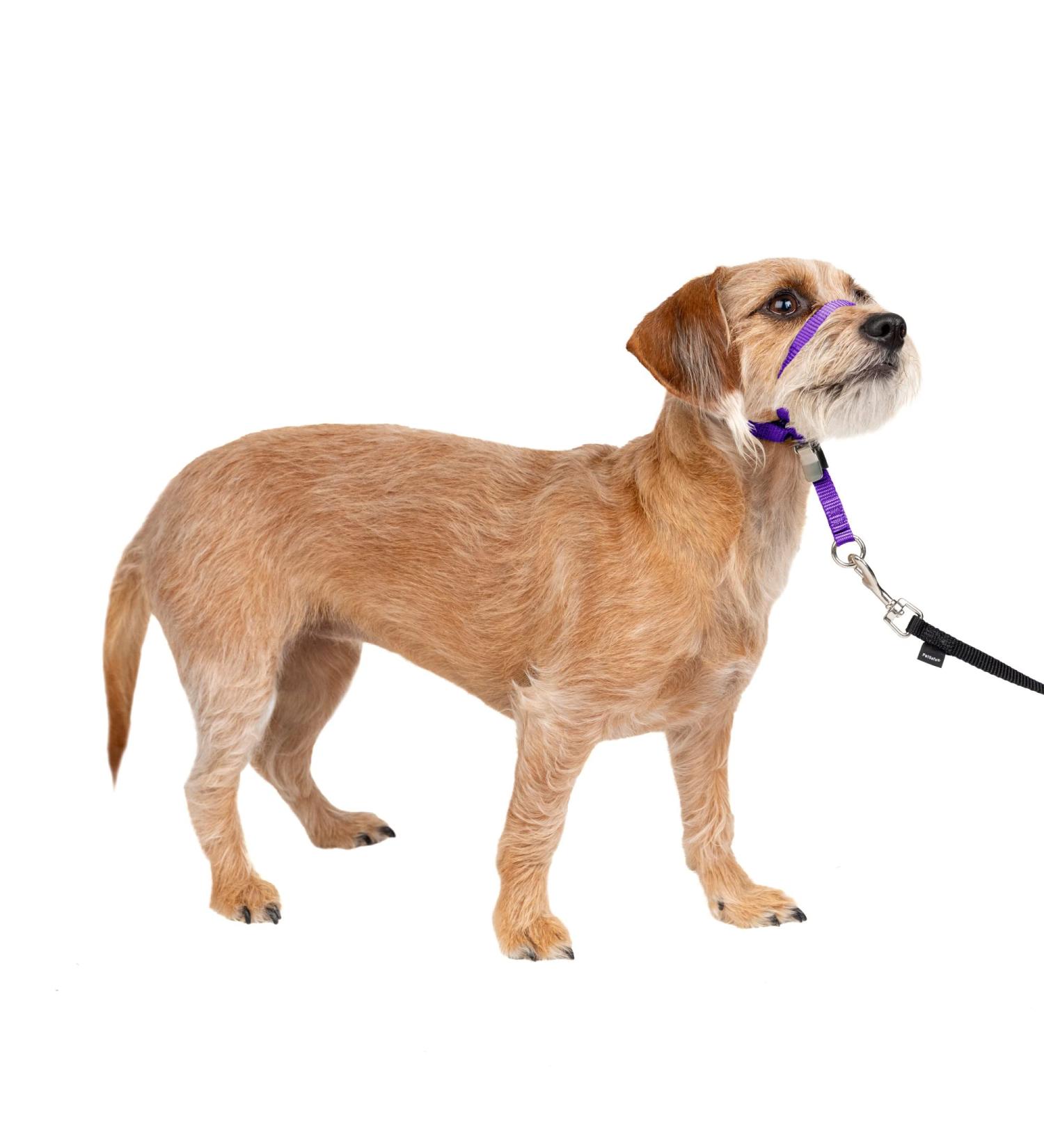PetSafe Gentle Guide Collar for Small Dogs up to 25 lbs | Deep Purple with Training DVD - International Shipping Available - Buy Online on GoSupps.com