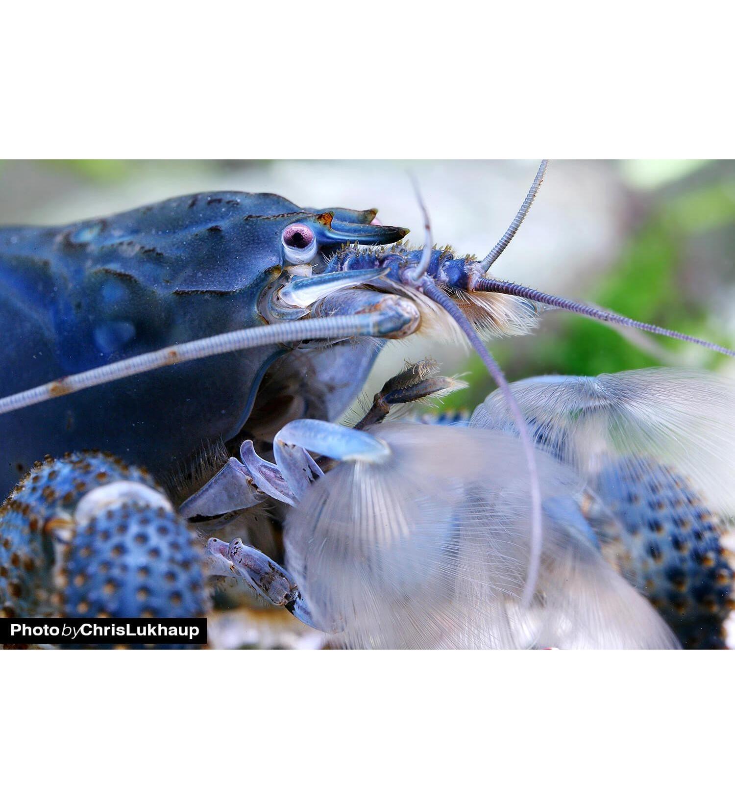 Garnelio - Blue Gabon Fan Shrimp Group of 3 - Monster Fan Shrimp - Atya gabonensis Fan Shrimp Shrimp Aquarium