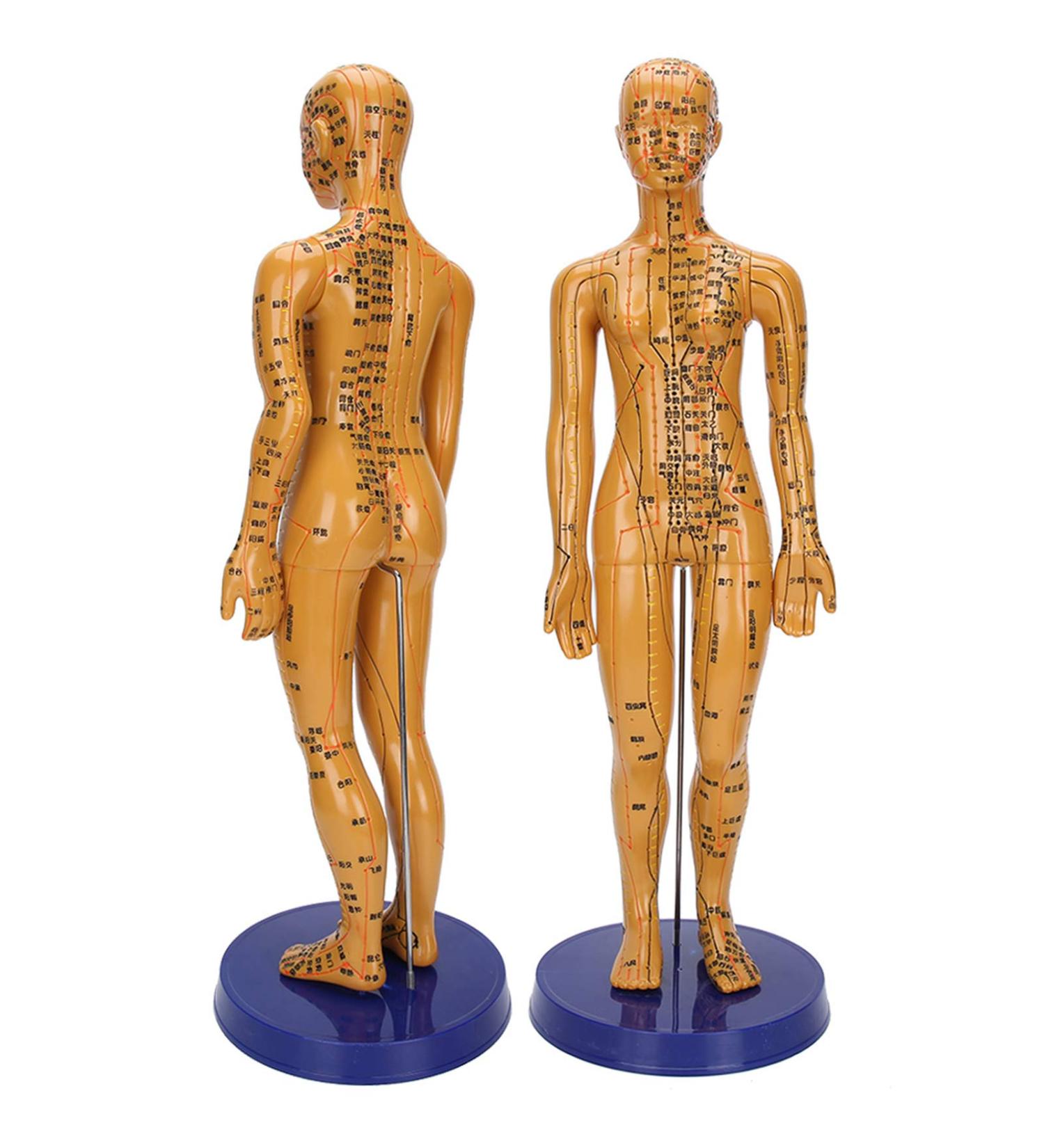 Acupuncture Model - Copper Female & Male Meridian Points for Chinese Medicine & Massage Crafts - Buy Online on GoSupps.com
