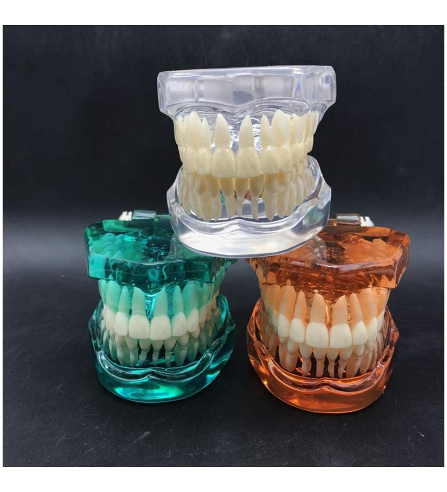 Transparent Dental Model for Adult Dentists | Realistic Teeth & Gums for Teaching & Demonstration - International Shipping - Buy Online on GoSupps.com