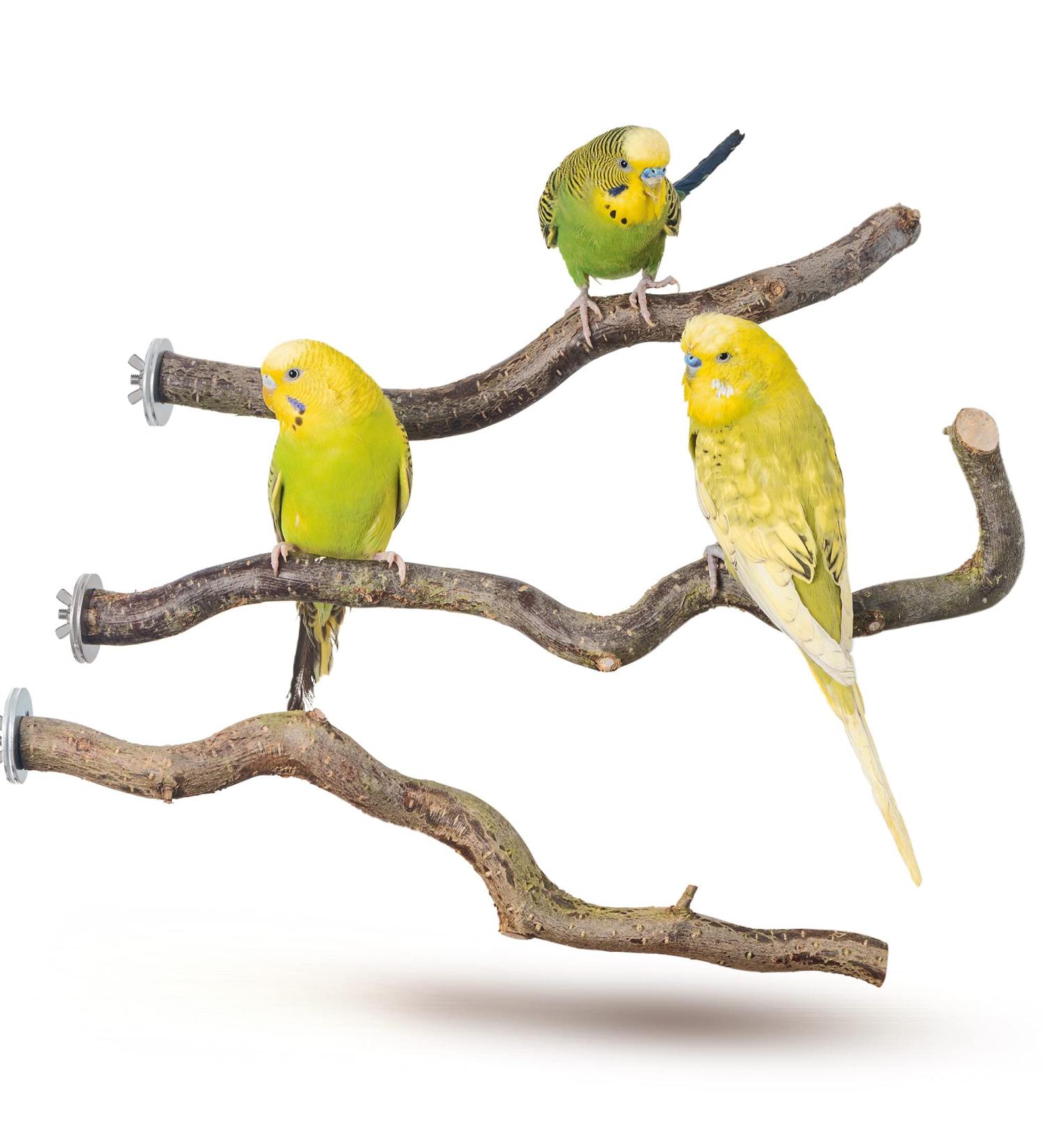Buy Bird Gallery Natural Wood Perches for Budgies | Top Budgie Accessories & Bird Accessories - Buy Online on GoSupps.com