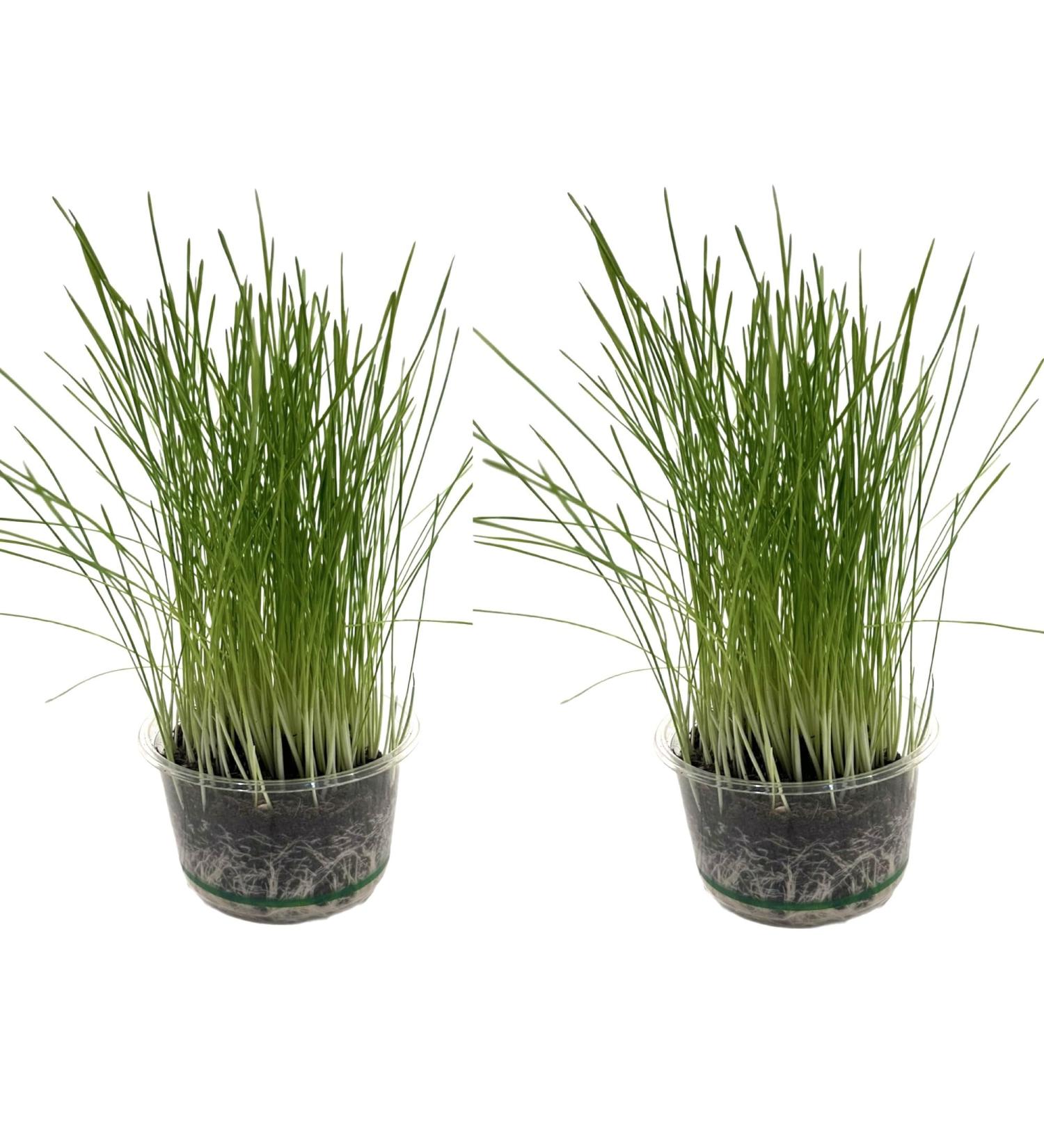 Catomwise Eco Cat Grass Kit x 2 | Organic Cat Grass Kit with PLA Bowls | Ideal for Indoor and Outdoor Cats - Buy Online on GoSupps.com