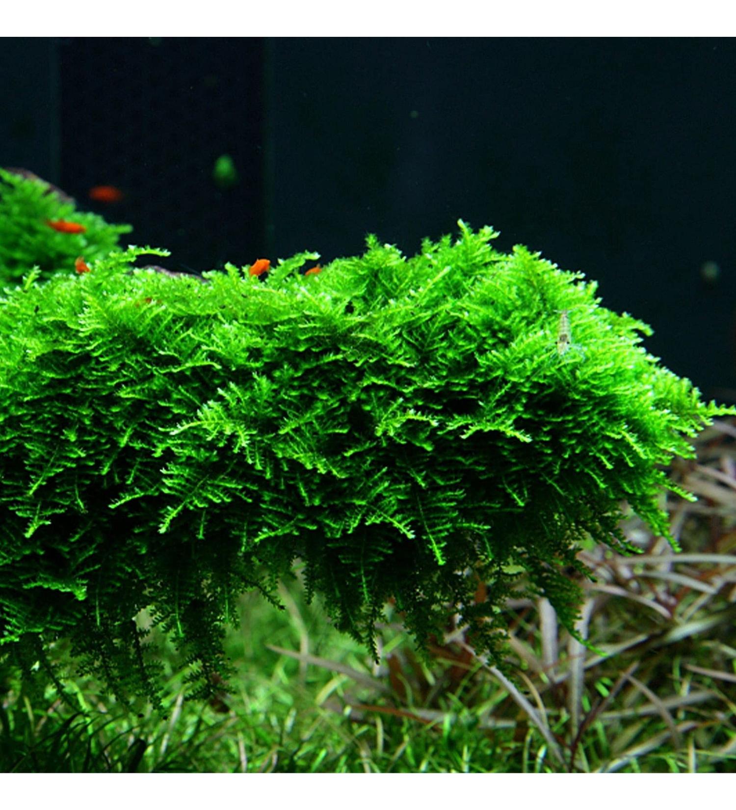 DK Aquatics VESICULARIA LIVE AQUARIUM CHRISTMAS JAVA MOSS 10g-100g (10g) - Buy Online on GoSupps.com