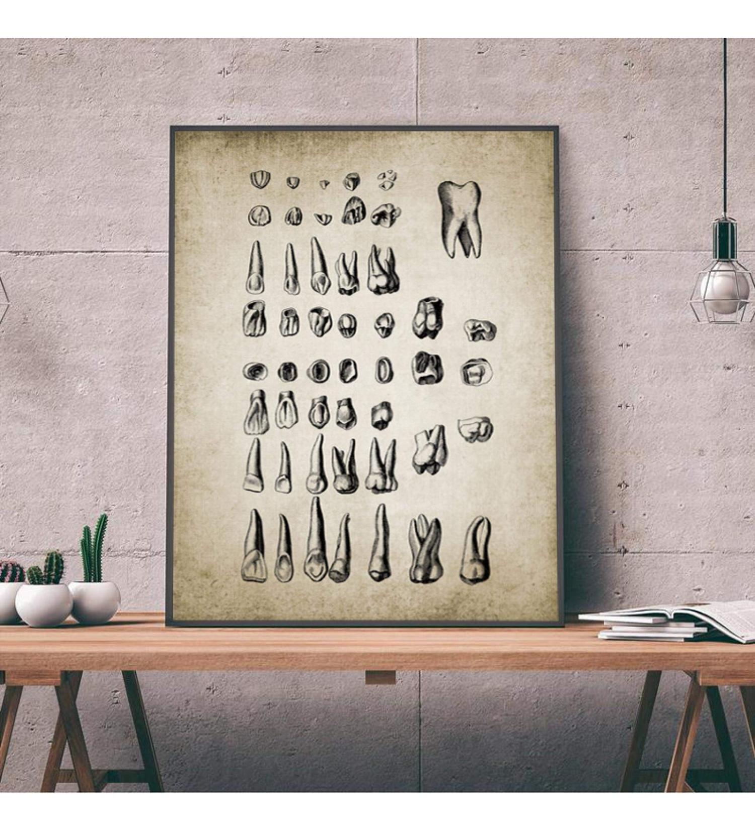 Buy Vintage Human Teeth Medical Poster - Dental Clinic Wall Art Decor | Educational Canvas Print 15.7x23.6 (40x60cm) - International Shipping Available - Buy Online on GoSupps.com