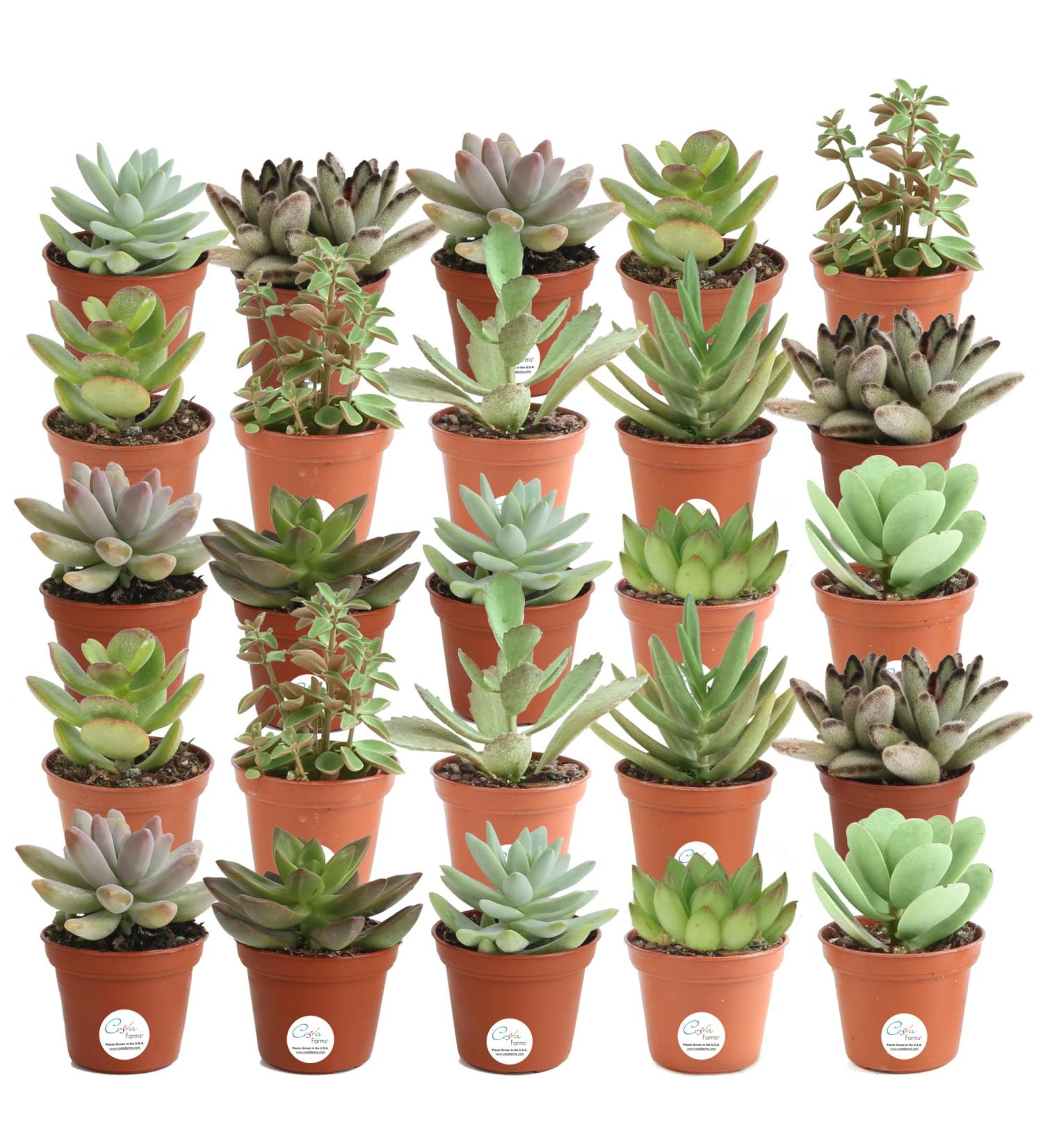 Costa Farms Mini Succulents 25-Pack - Fully Rooted Live Indoor Plants in Grower Pot, Green, 2 Inches Tall - Buy Online on GoSupps.com