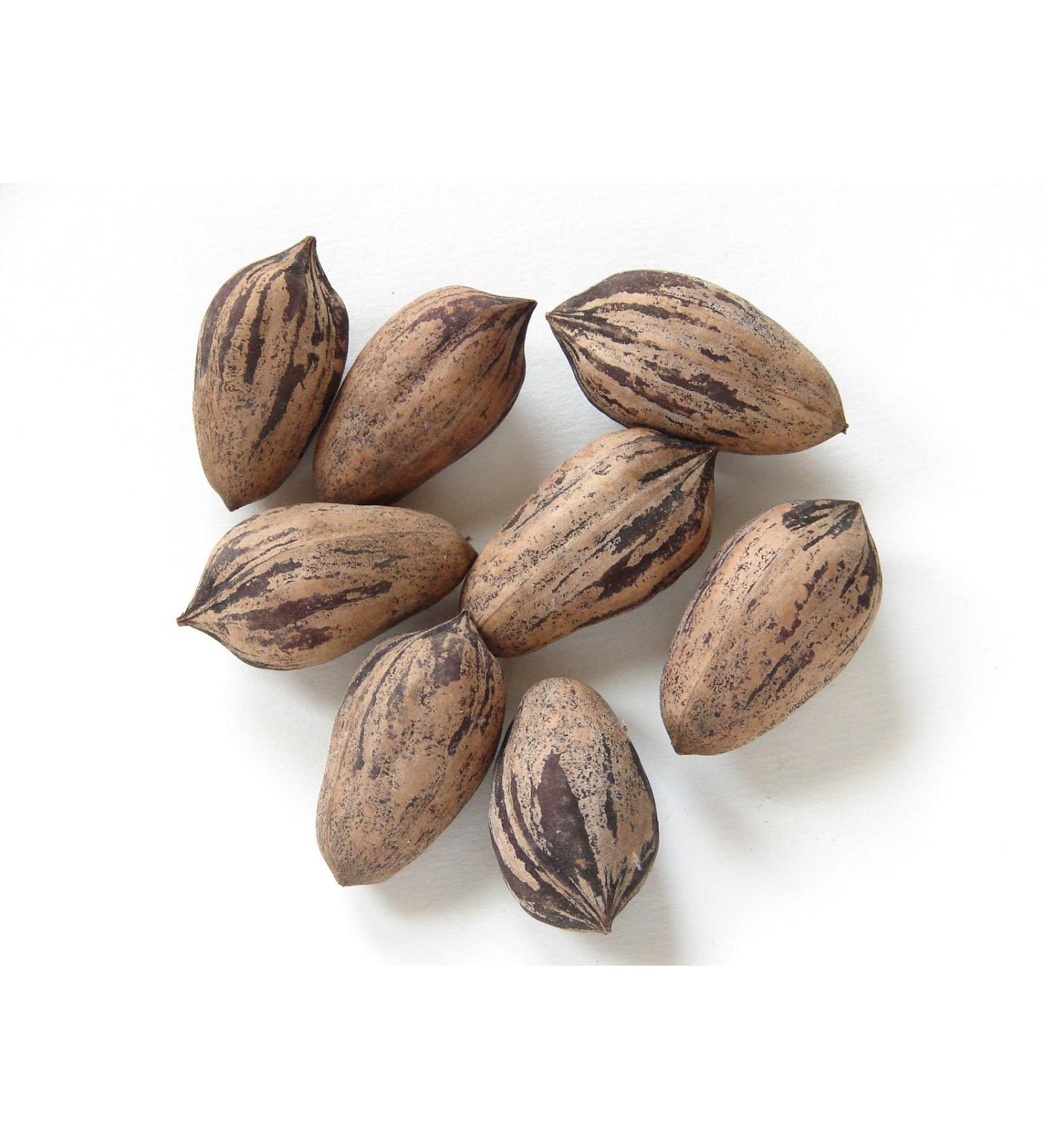 Portal Cool 5 Fresh Noci/Carya illinoinensis - Appena Raccolto dal Vecchio Native Trees