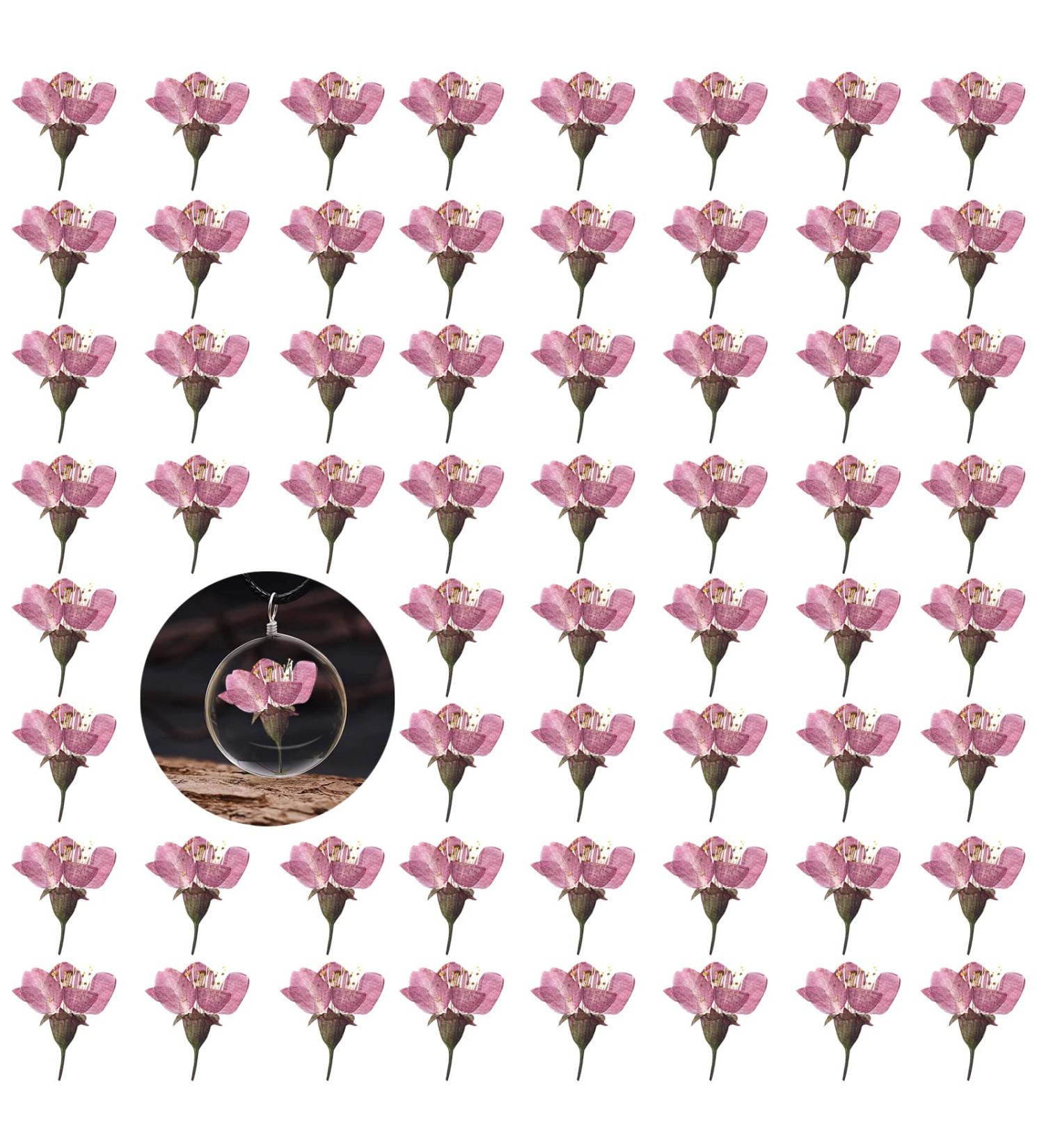 Dried Pressed Cherry Blossom Flowers - 60PCS Pink | Real Natural Dry Flowers for Resin Crafts & Candle Making - Buy Online on GoSupps.com