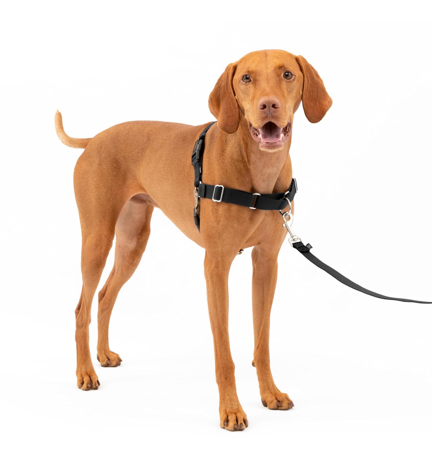 PetSafe Easy Walk Harness | No-Pull Adjustable Fit for Dogs | Includes 1.8m Lead | Black/Beige | Large/Medium - Buy Online on GoSupps.com