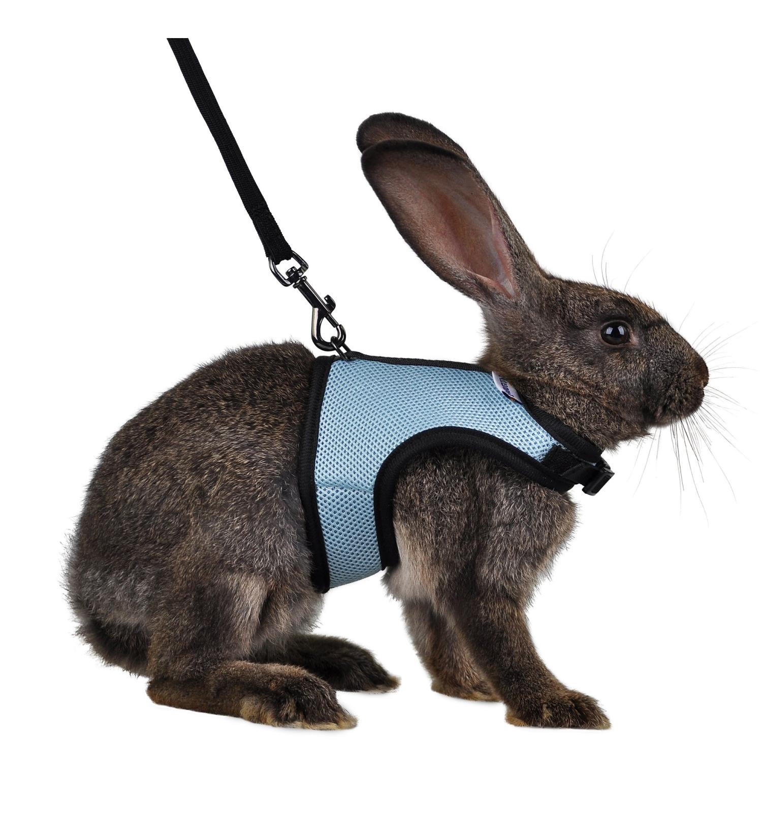 Niteangel Adjustable Soft Harness & Elastic Leash for Medium Rabbits - Blue | International Shipping Available - Buy Online on GoSupps.com