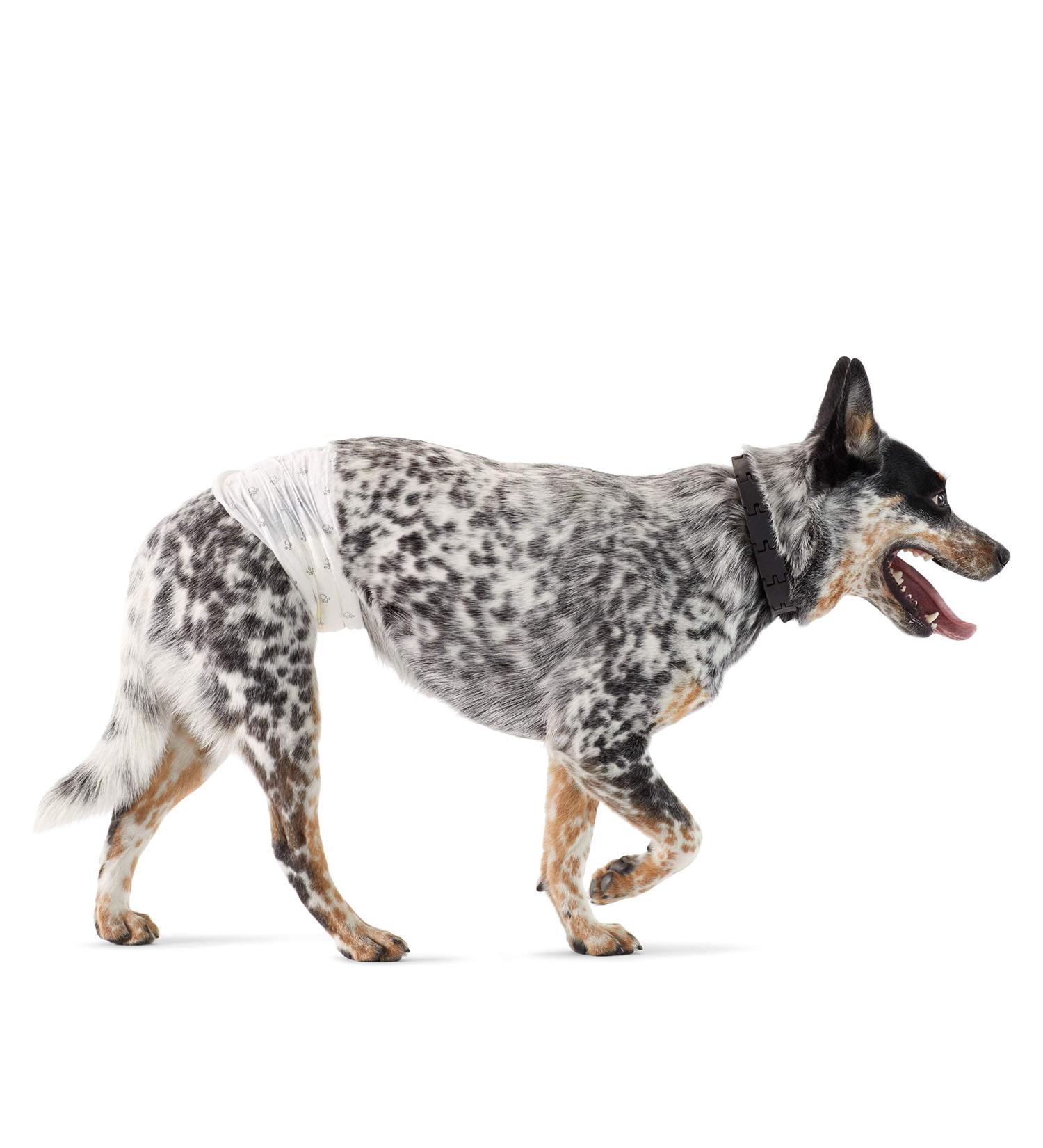 Amazon Basics Disposable Dog Diapers for Male Dogs - Medium Pack of 50 White | International Shipping Available - Buy Online on GoSupps.com