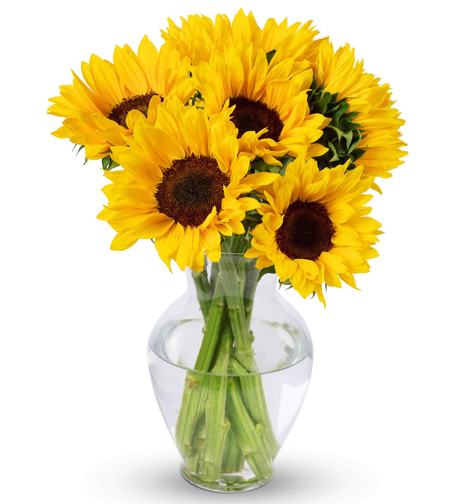 Fresh Cut 7 Stem Yellow Sunflowers Bouquet with Vase - Benchmark Bouquets - Buy Online on GoSupps.com