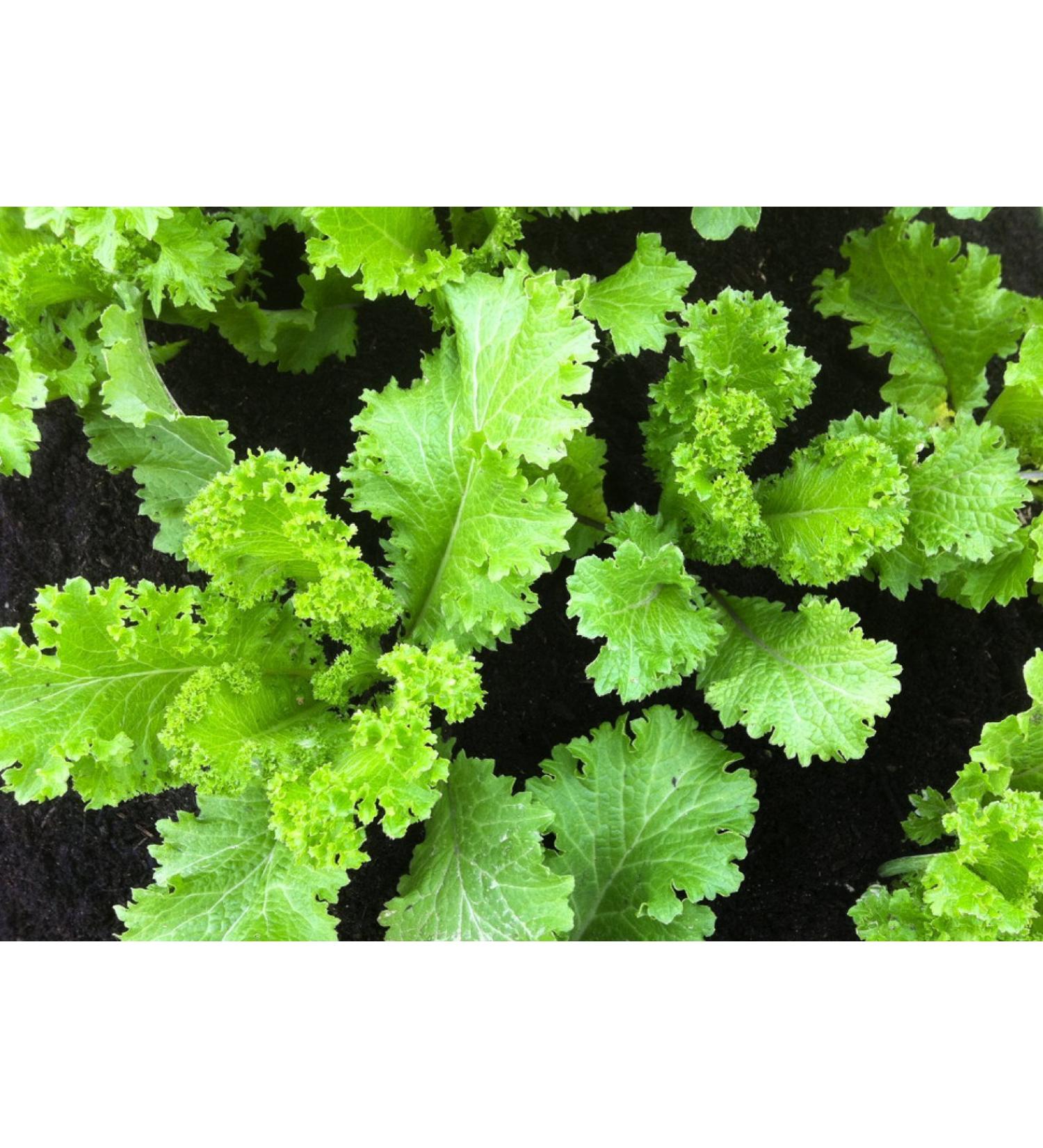 200 + South Giant Curled semi -Organic Mustard Non gm Garden Sprouts - Buy Online on GoSupps.com