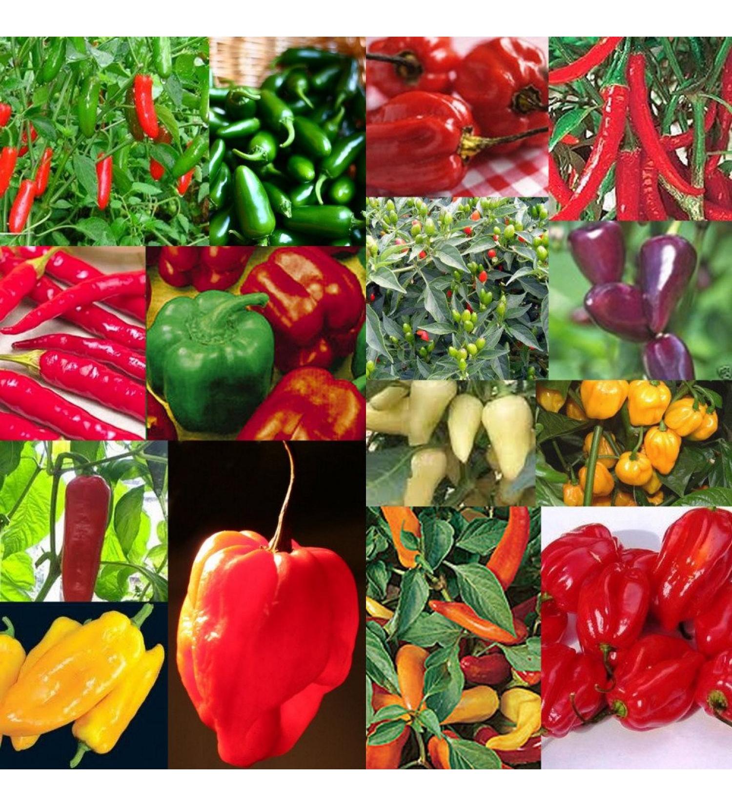 semi Chili Red Hot Peter Pepper 50pcs 15 Tipi di Verdure semi di frutta peperoni pi divertenti piante da seme per il giardino di casa