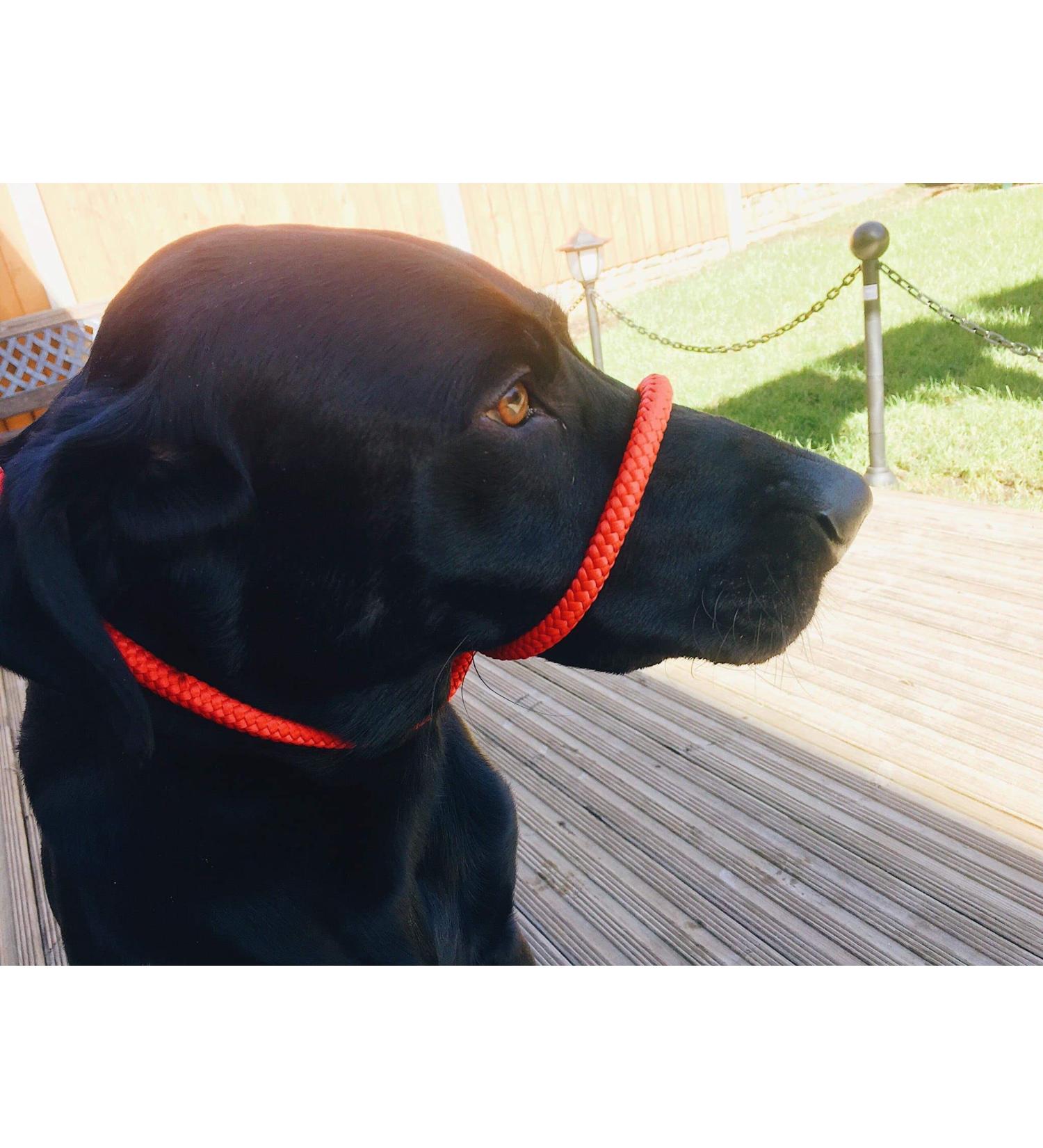 All-in-One Dog Headcollar Lead and Halter - Anti-Pull Solution (Red) - Buy Online on GoSupps.com