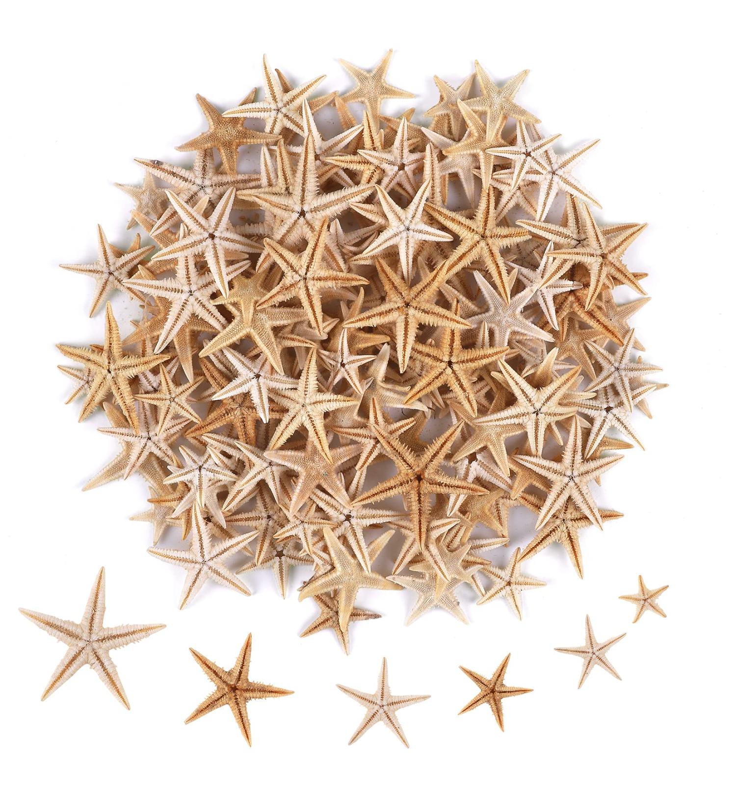 Pearl PCCLION Small Starfish Star Sea Shell Beach Craft 0.4-1 - 200 Pcs - Buy Online on GoSupps.com