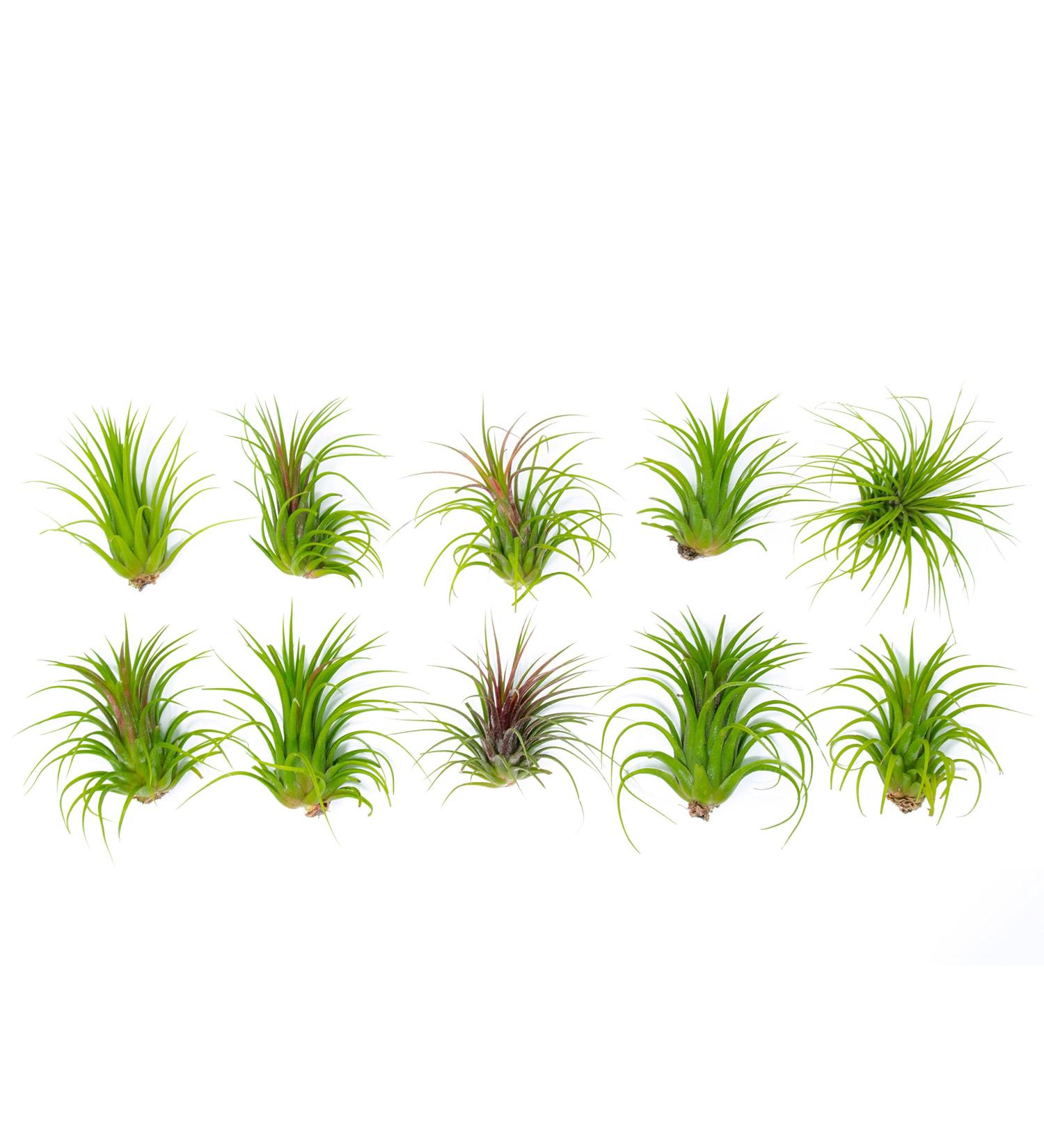 10 Ionantha Tillandsia Air Plants 2-3.5 Inches | Live Tropical House Plants for Home Decor & Terrariums - Buy Online on GoSupps.com