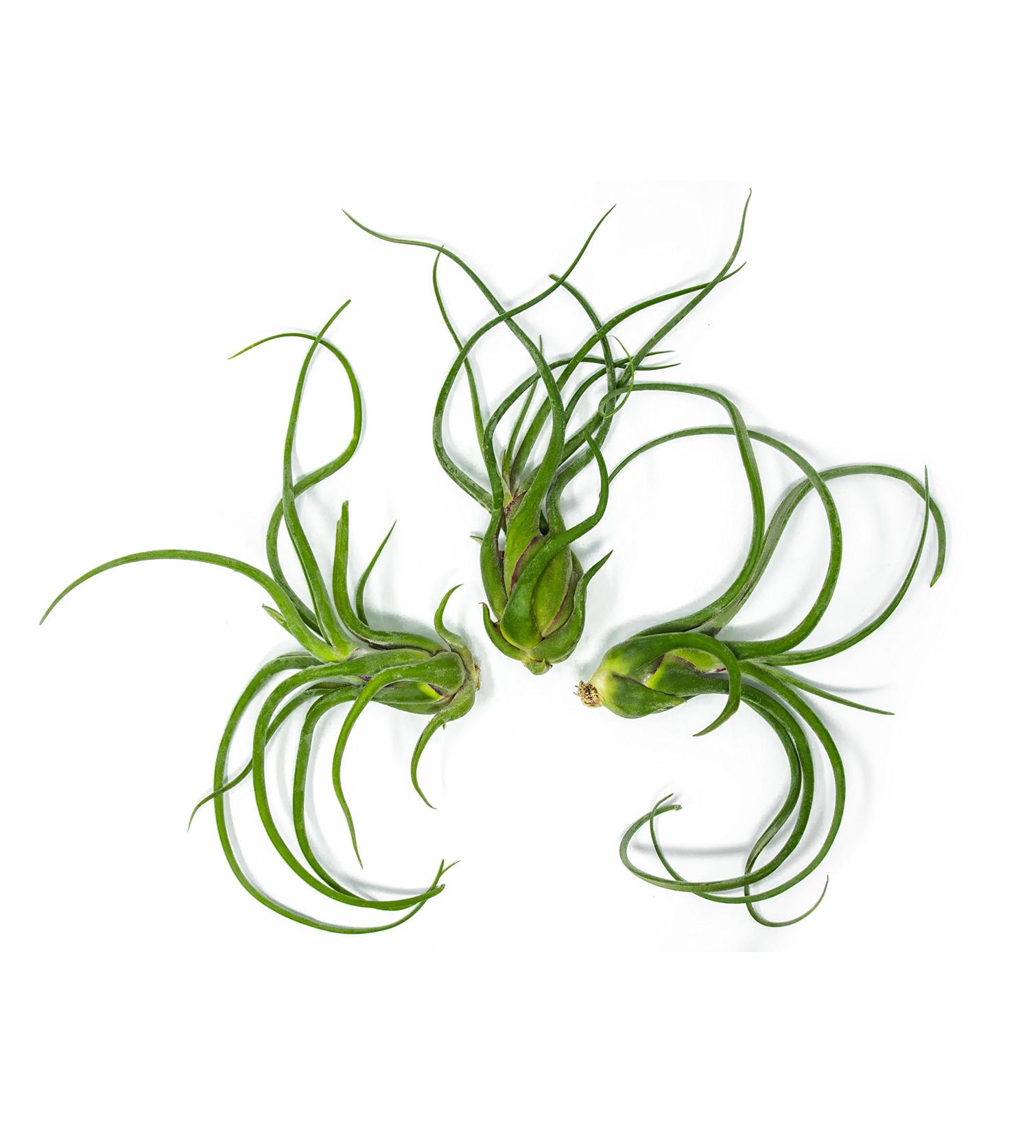 3 Giant Tillandsia Caput Medusae Air Plants - 6-8 inch - Live Indoor House Plants for Terrariums - Buy Online on GoSupps.com