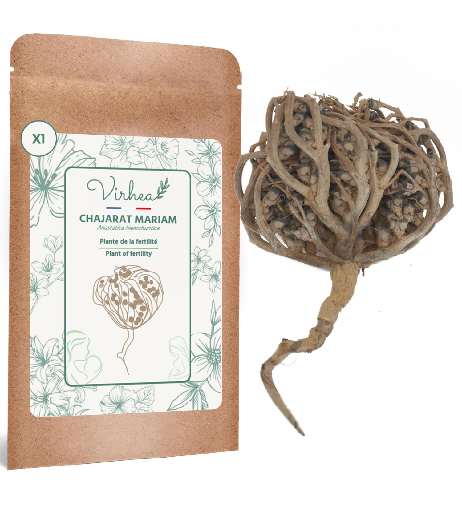 XL Rose of Jericho Chajarat Mariam - Fertility-Promoting Plant - Anastatica Hierochuntica - Buy Online on GoSupps.com