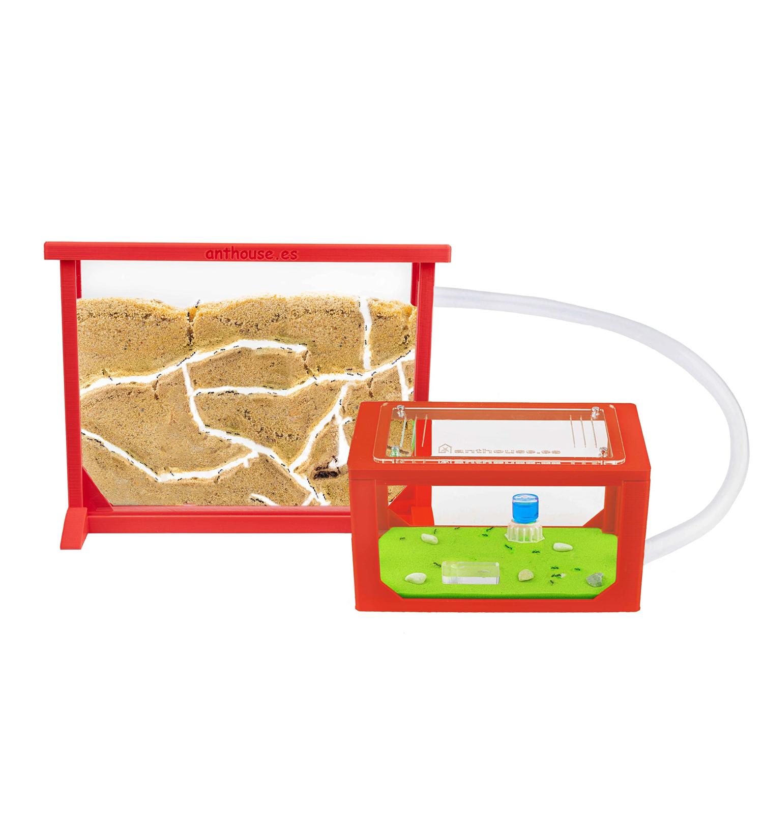 AntHouse - Natural Sand Ant | Medium Red 3D Set (Sandwich + Food Box) | Including Ant Colony - Buy Online on GoSupps.com