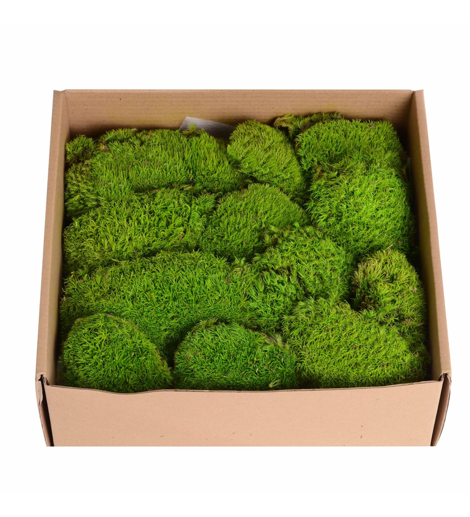 Preserved Moss Pole - 1.5 sq. Ft Decorative Moss for DIY Crafts and Wall Decor (Yellow Green) - Buy Online on GoSupps.com