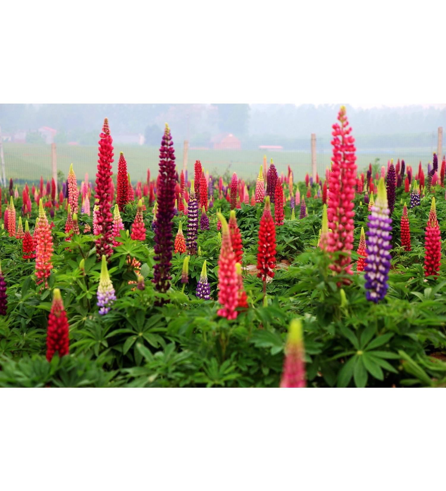 Sowing the Right Seeds: 2000 Heirloom Non-GMO Russell Lupine Seeds for Planting - Perfect for Gardening & International Shipping - Buy Online on GoSupps.com