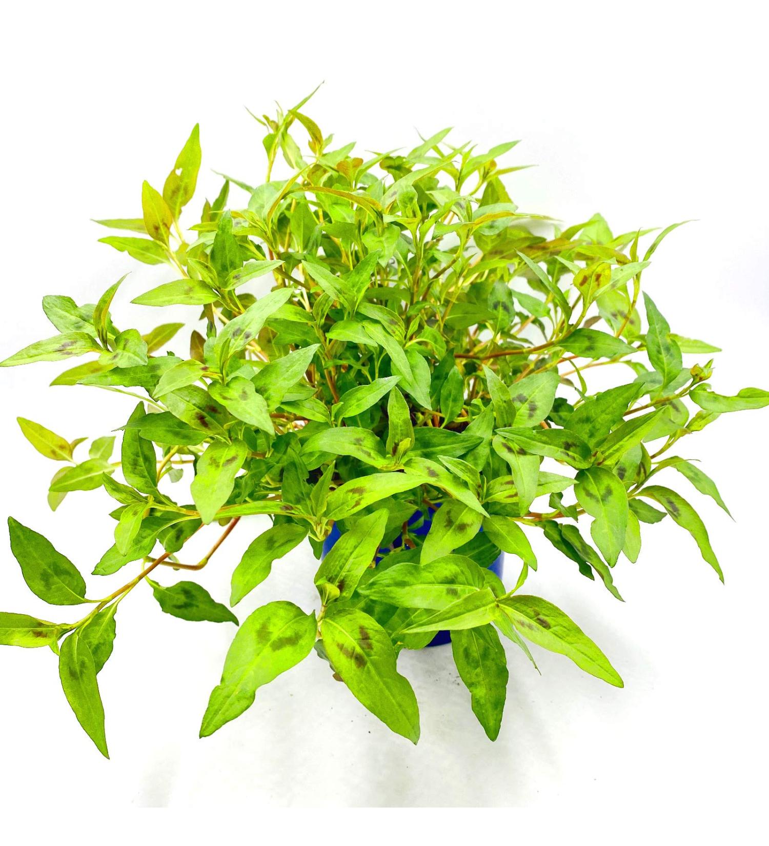 Vietnam coriander plant POLYGONUM ODORATUM herb plant 2pcs.