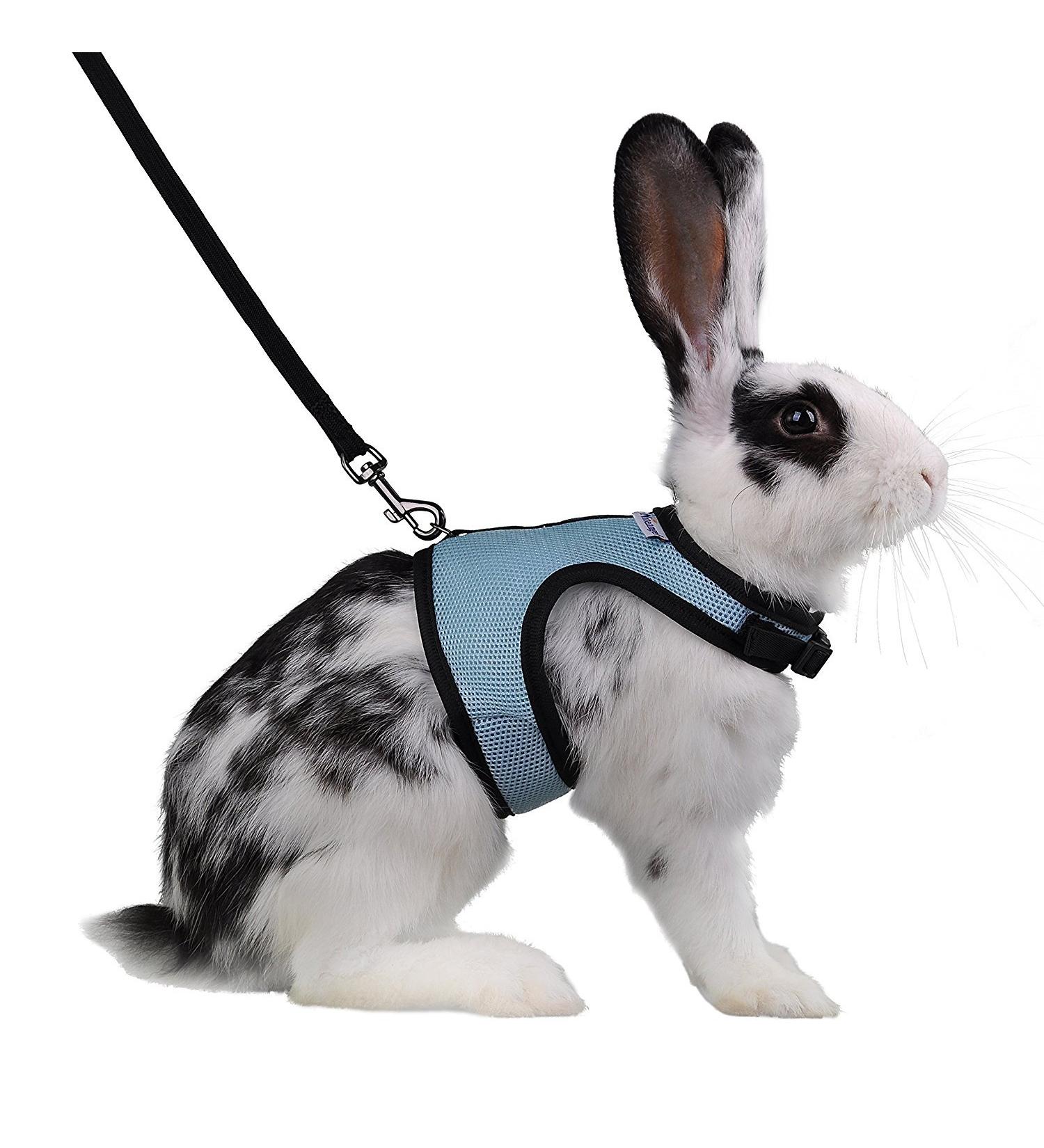 Niteangel Adjustable Soft Harness with Elastic Leash for Rabbits (XL Blue) XL Blue - Buy Online on GoSupps.com